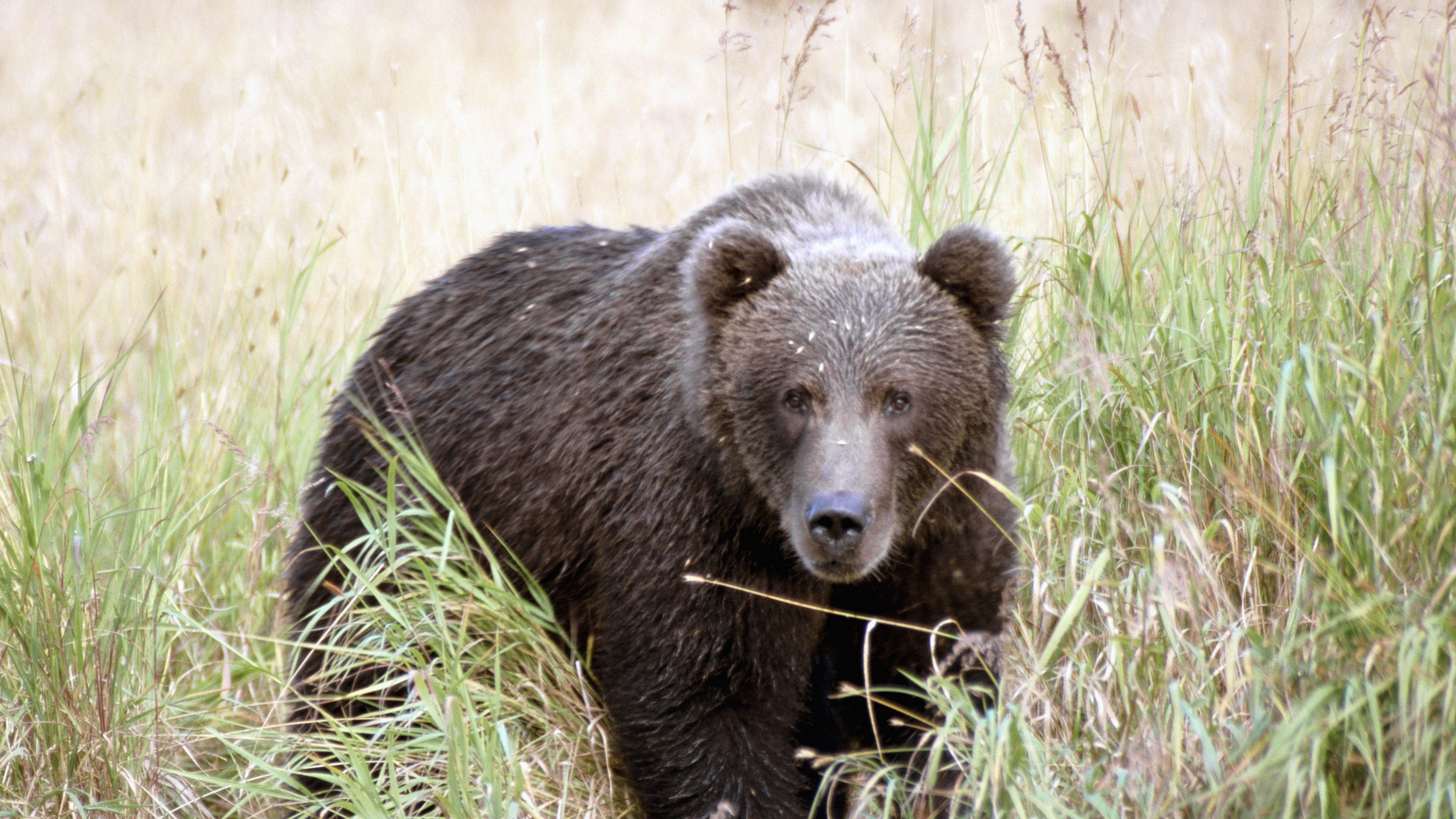 bear, thickets, grass, 4k, HD Wallpaper