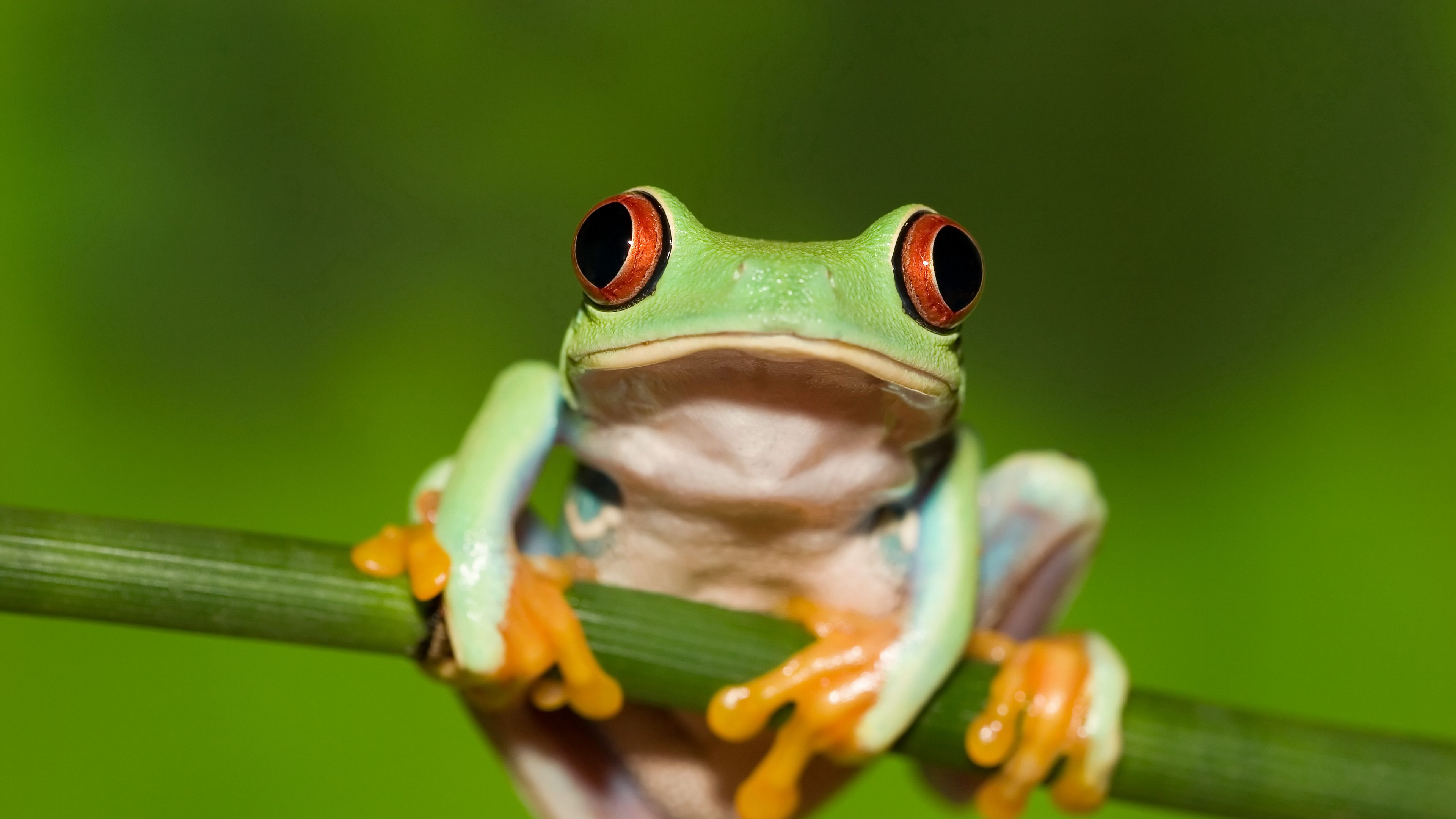 frog, red eye, stem, green background, 4k, HD Wallpaper
