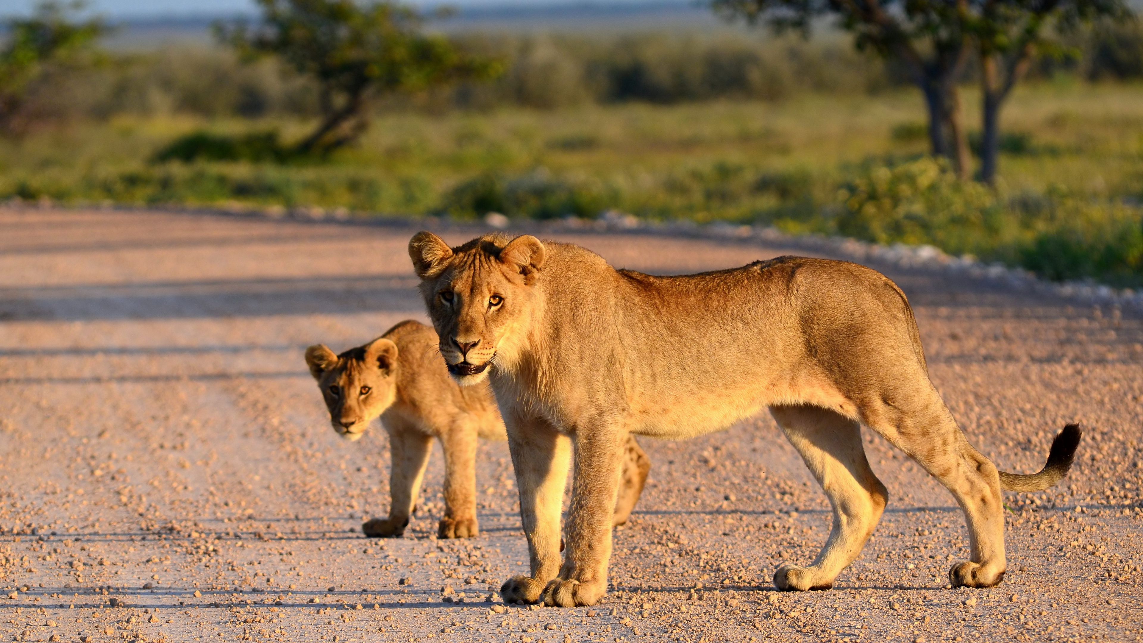 lion, lion cub, road, 4k, HD Wallpaper