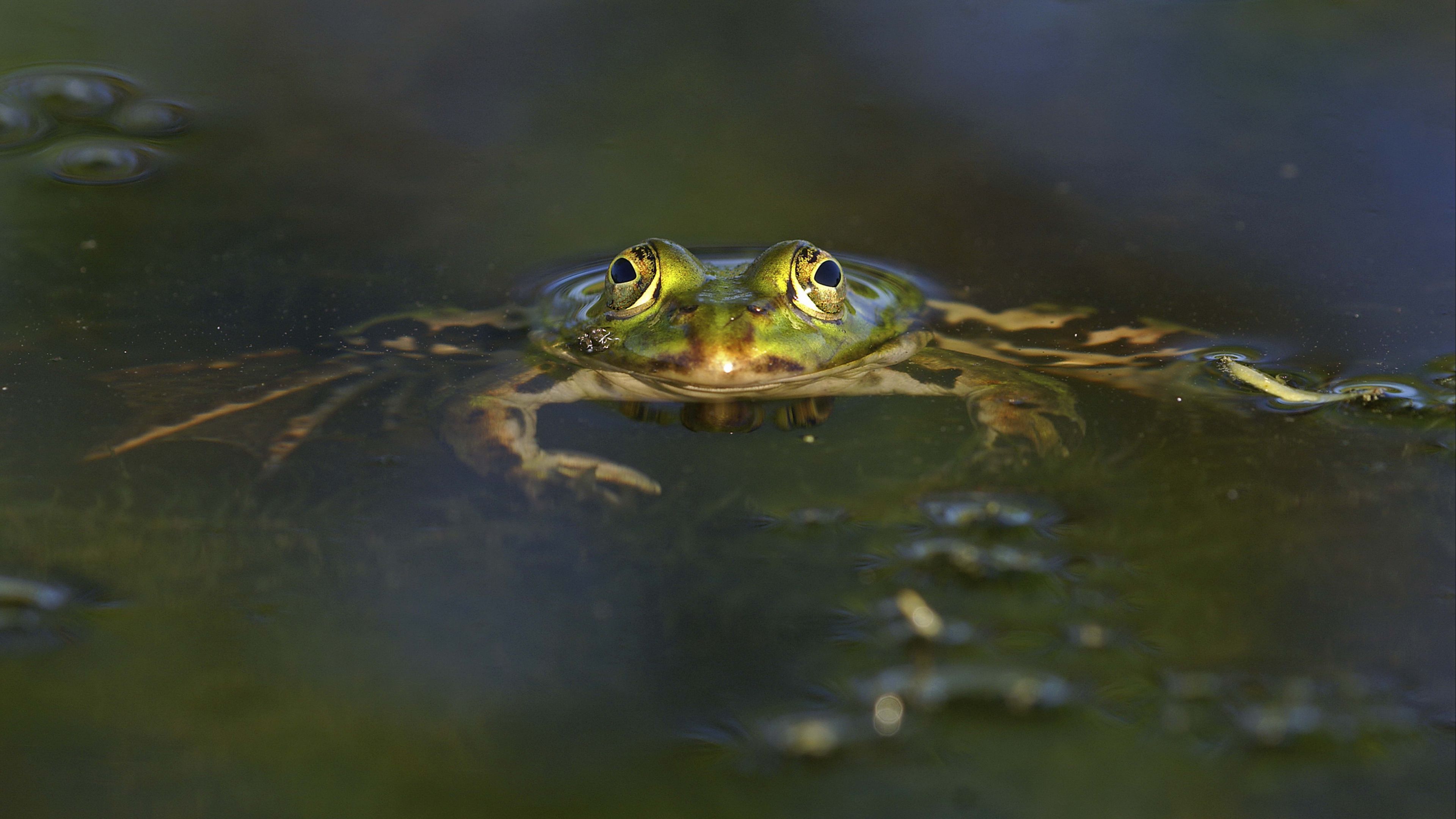 frog, pond, eyes, water, 4k, HD Wallpaper