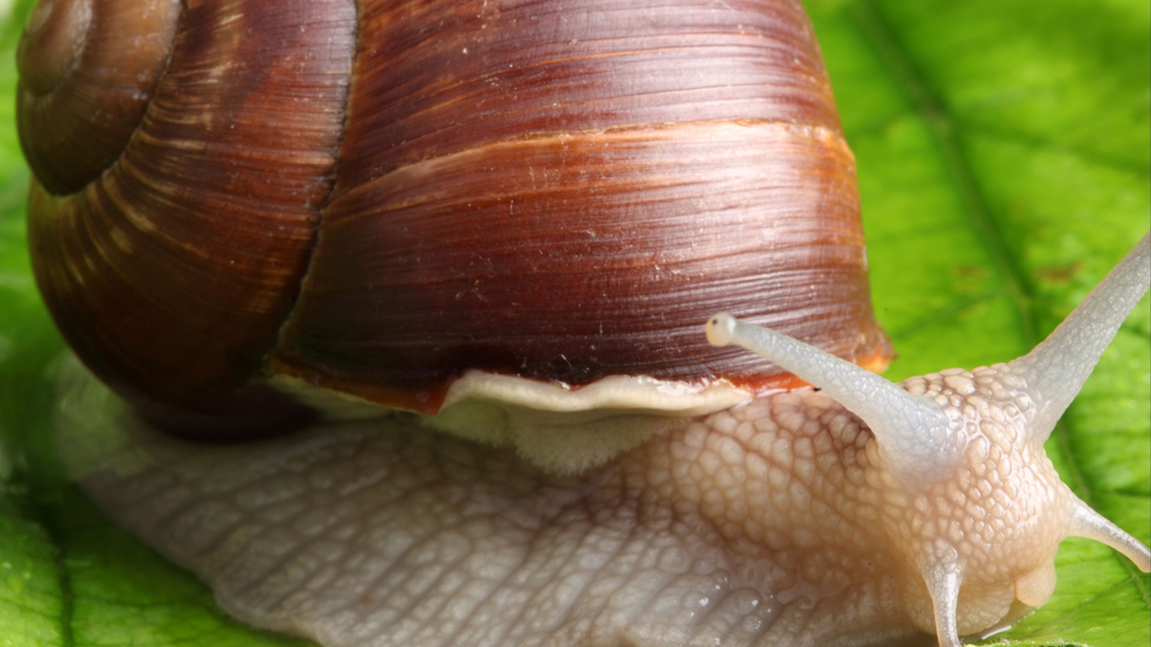 snail, leaf, mustache, green background, 4k, HD Wallpaper