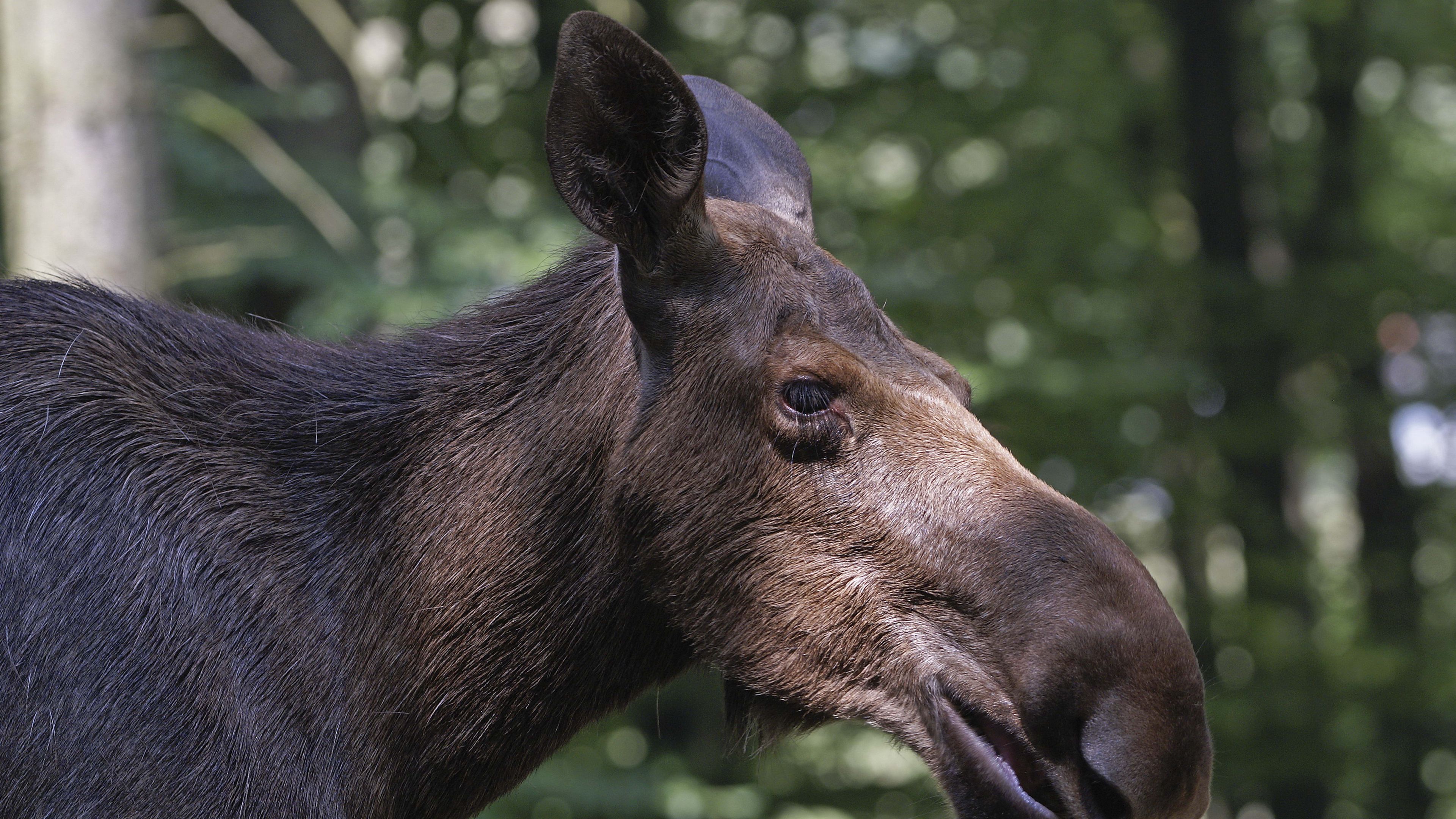 elk, forest, reflections, face, profile, 4k, HD Wallpaper