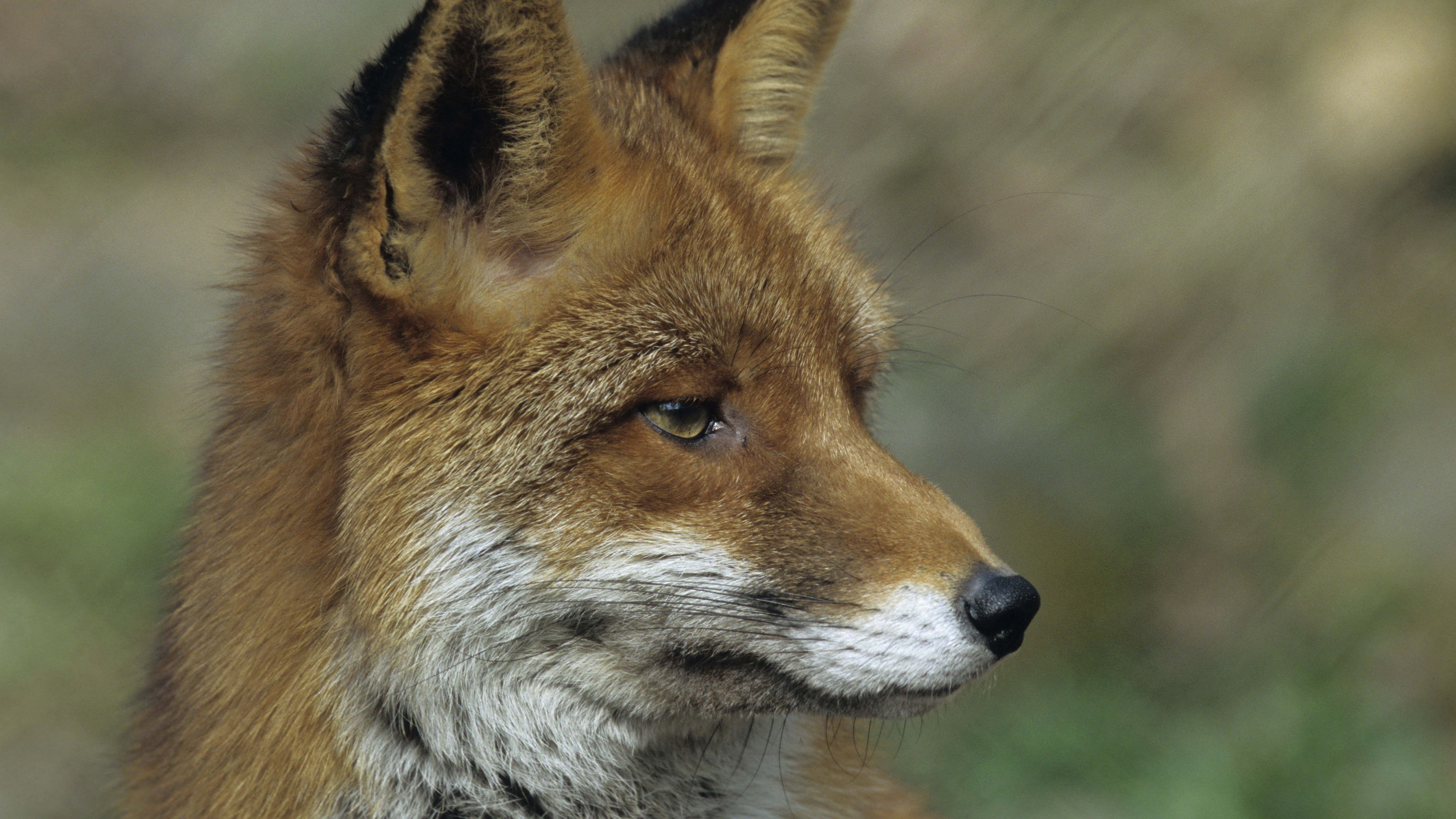 fox, close up, face, 4k, HD Wallpaper