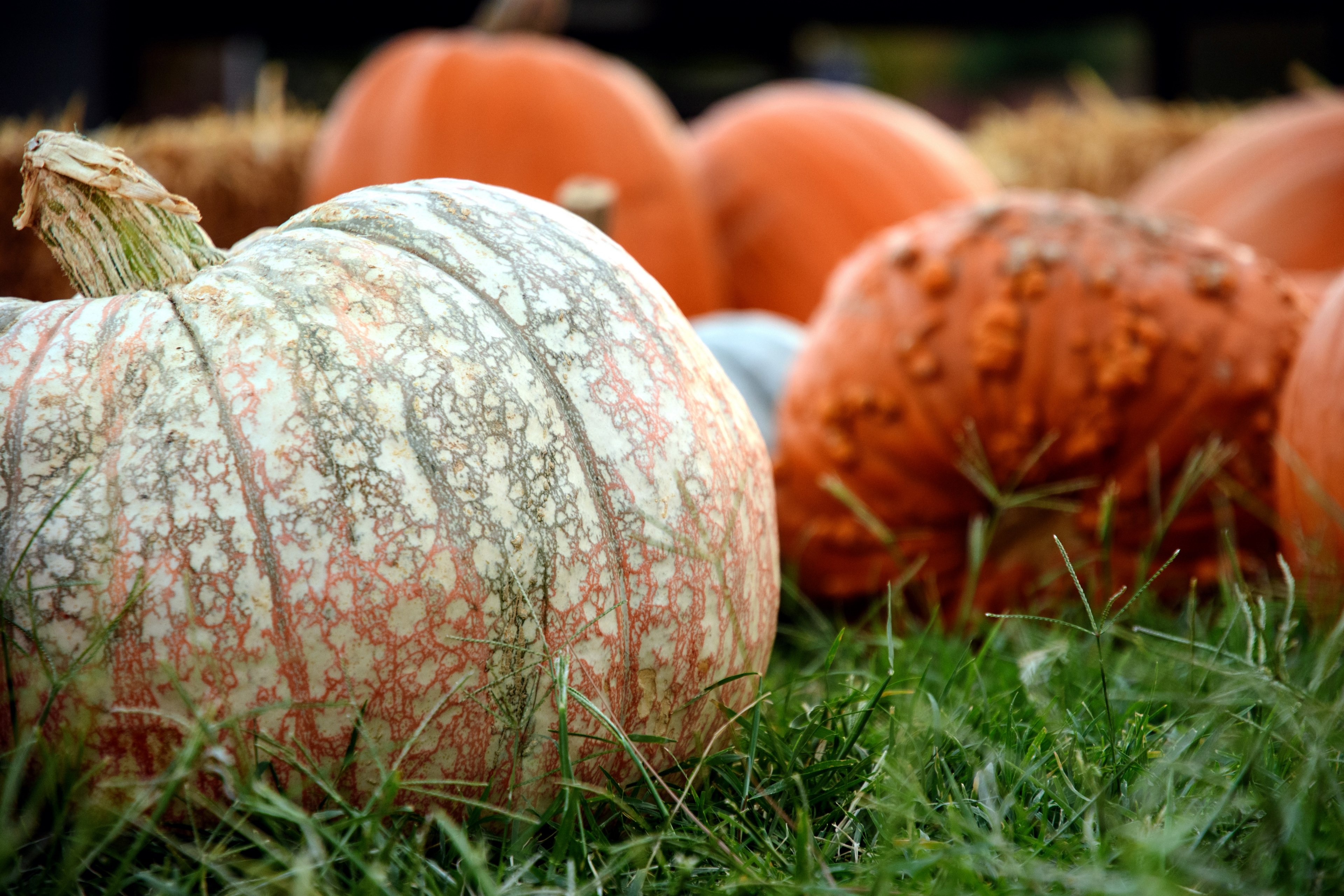 heritage pumpkins 4k, HD Wallpaper