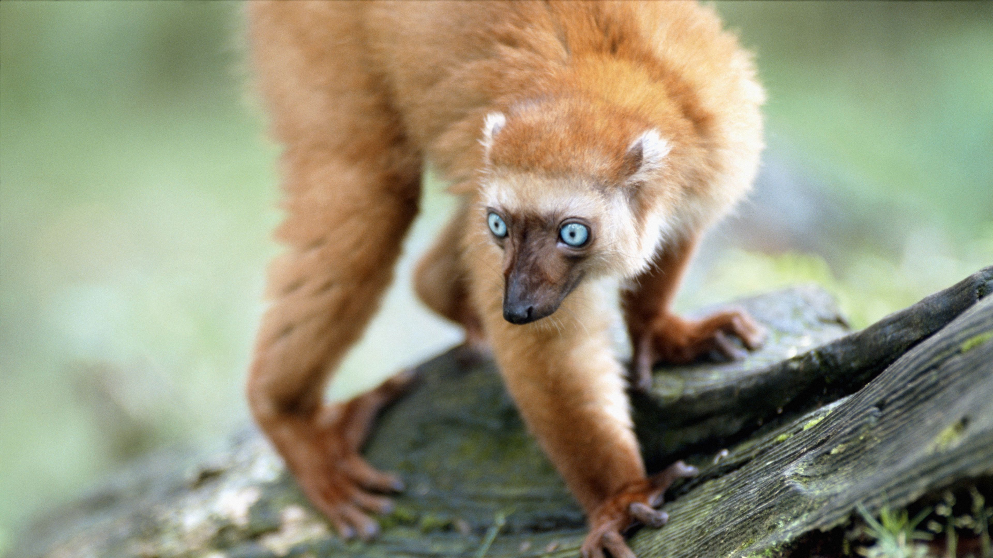lemur, blue eyes, twigs, moss, 4k, HD Wallpaper