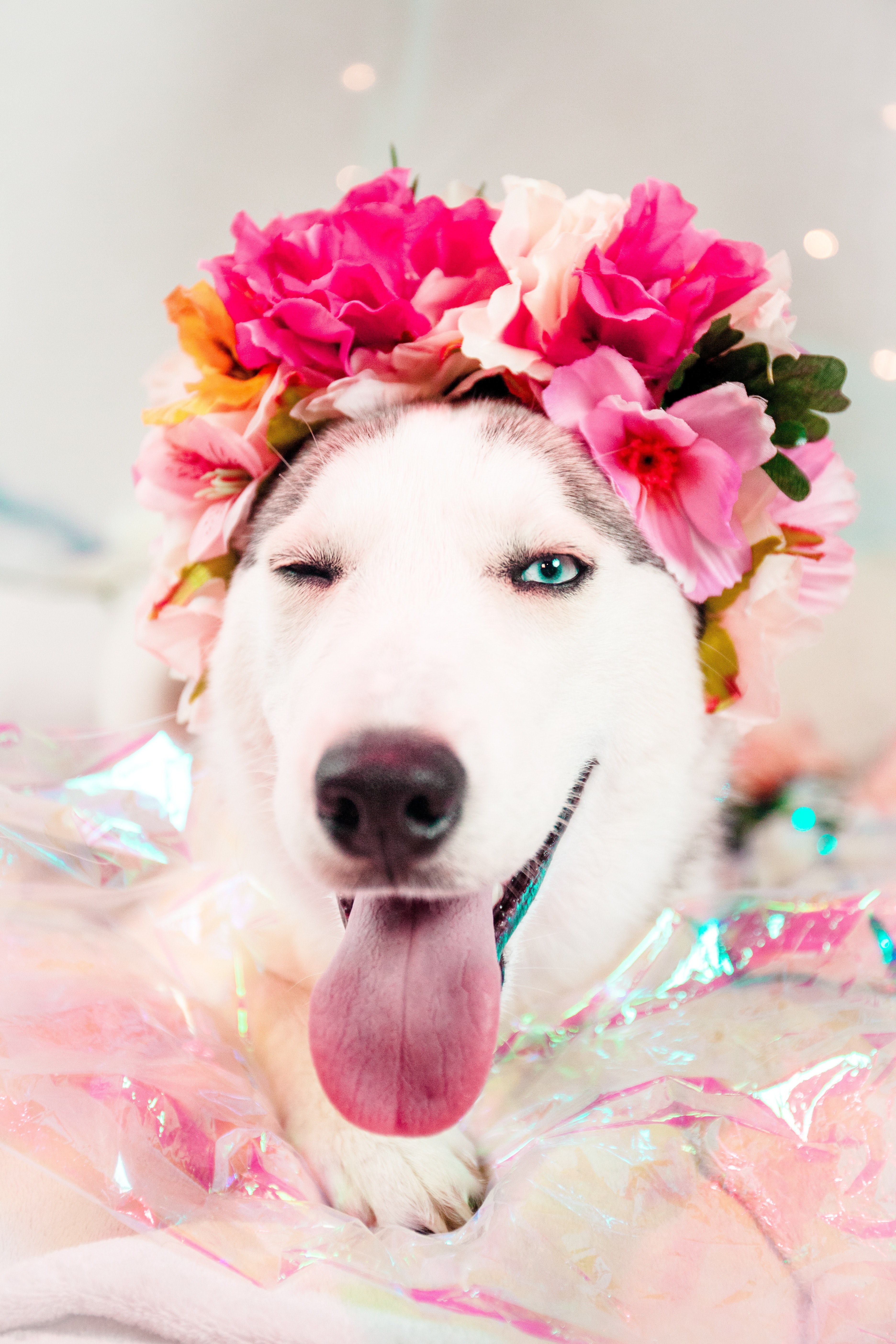 dog pet animal and canine hd, 4k, Phone HD Wallpaper