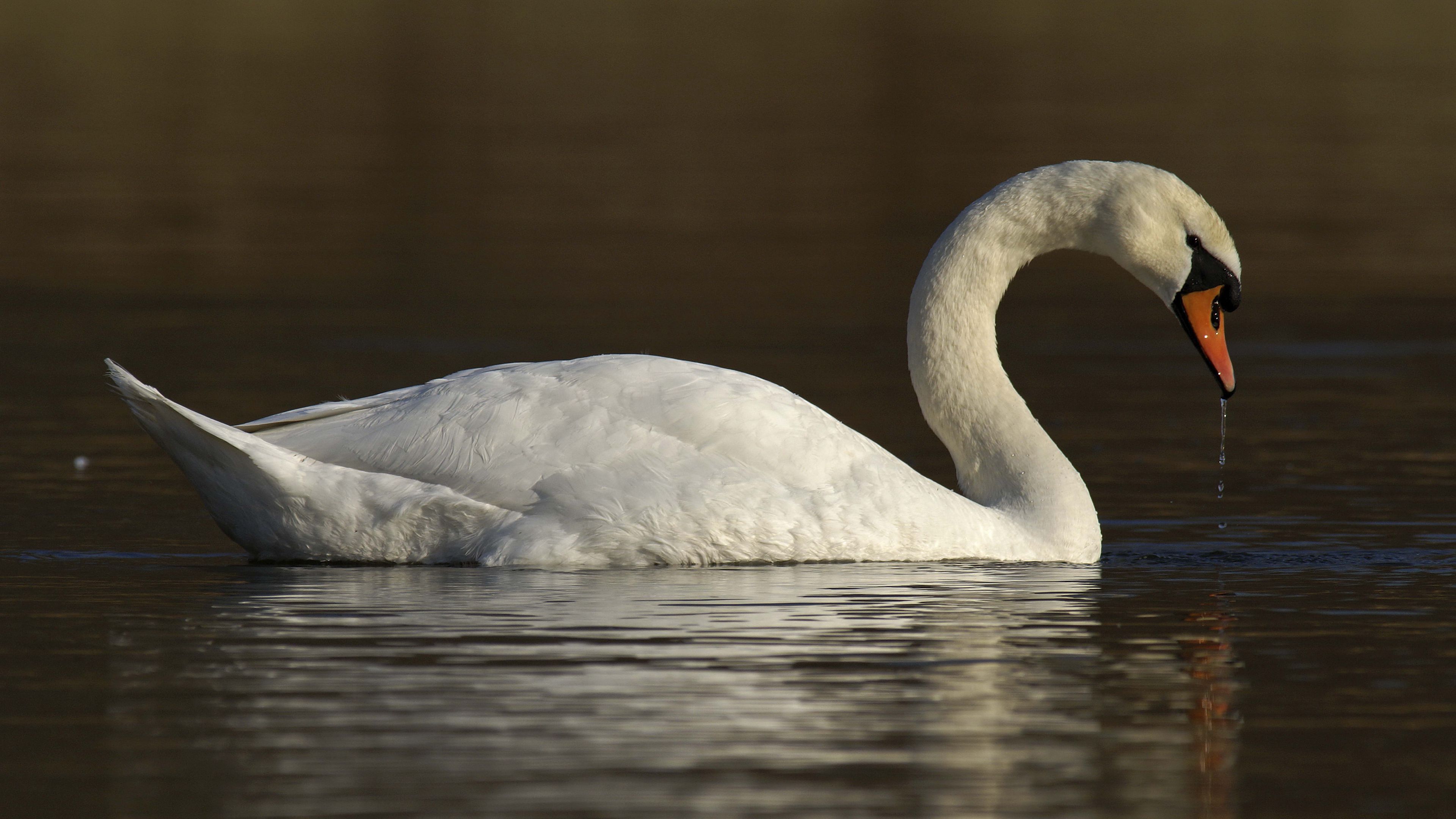 swan, water, bird, 4k, HD Wallpaper