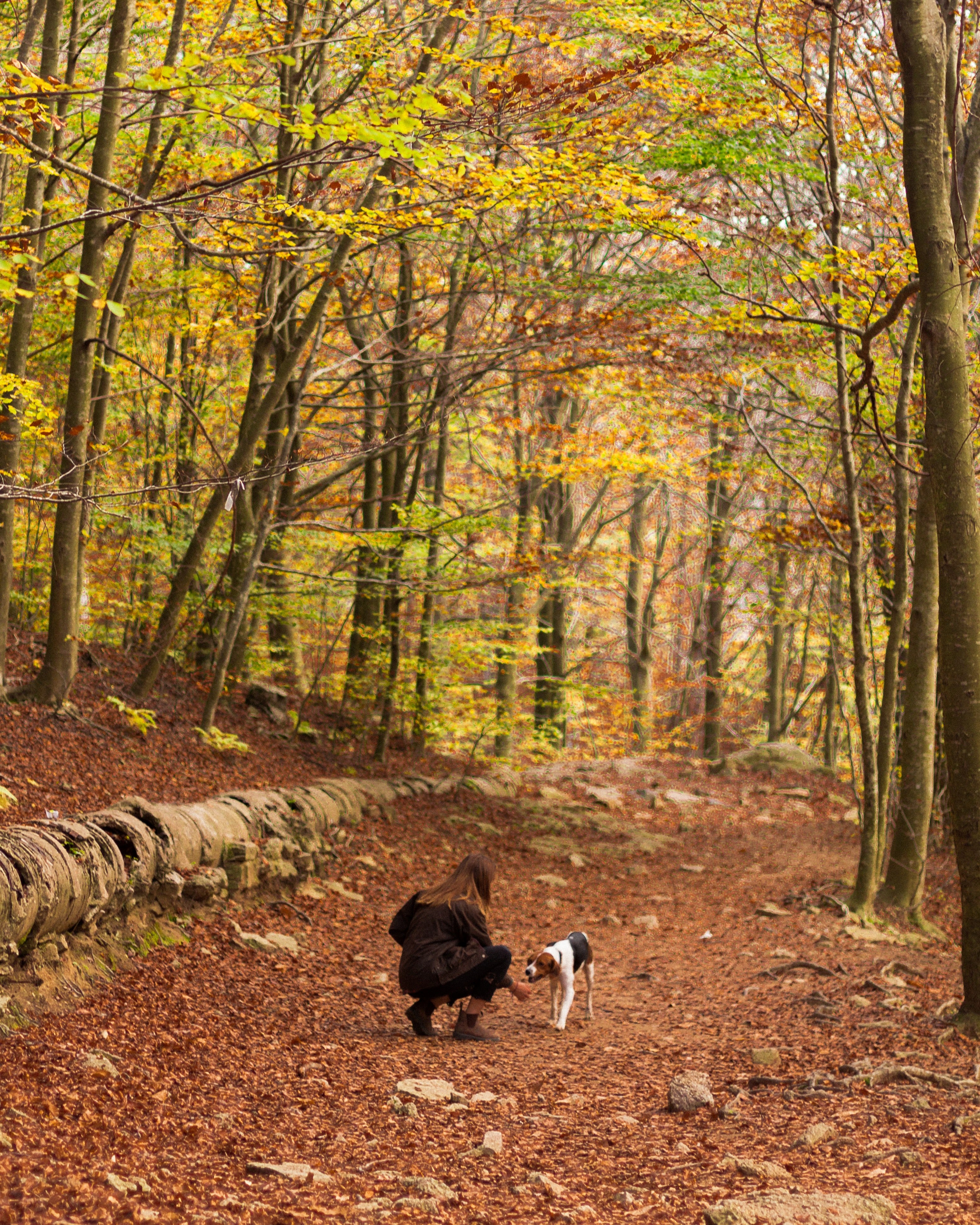 walks with the dog in perfect autumn 4k, Phone HD Wallpaper
