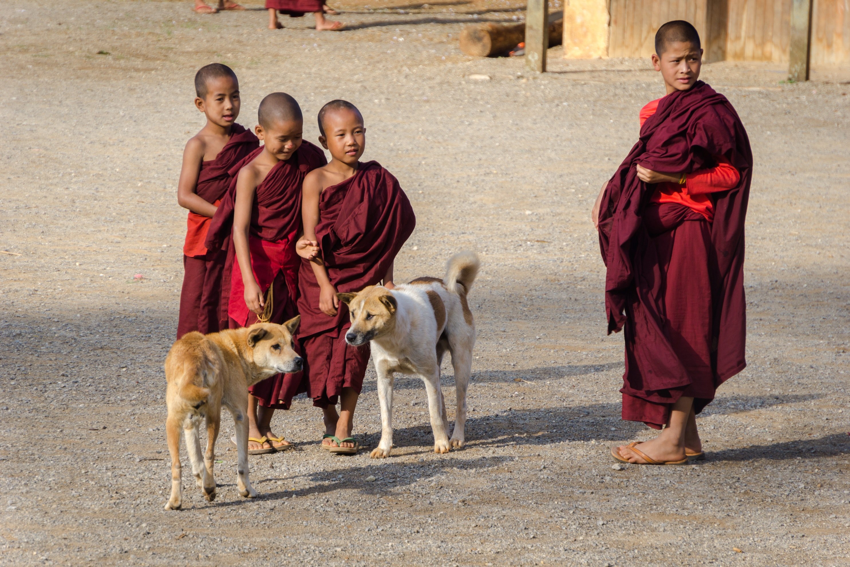 little monks playing around with their dogs 4k, HD Wallpaper