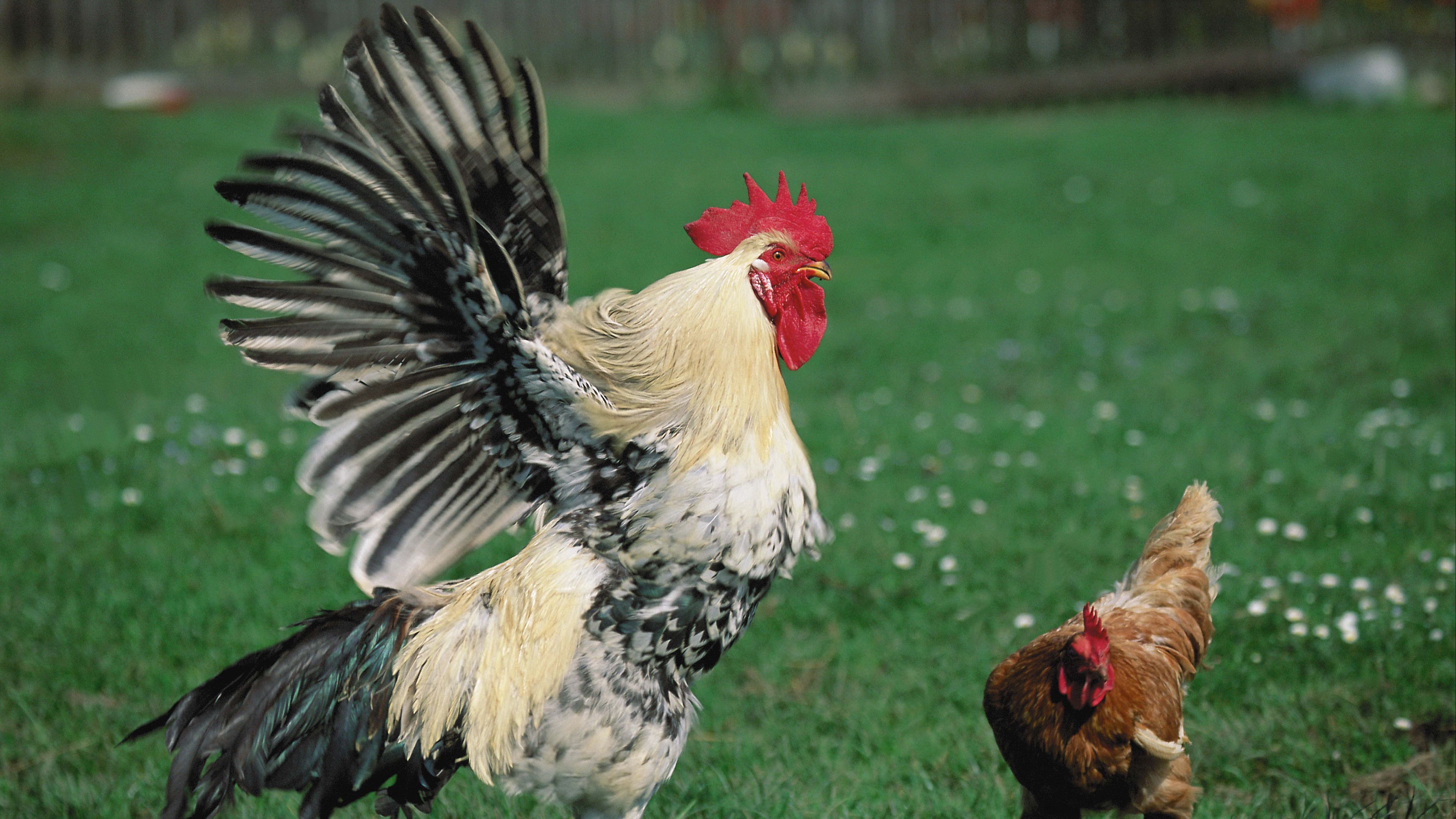hen, rooster, grass, 4k, HD Wallpaper