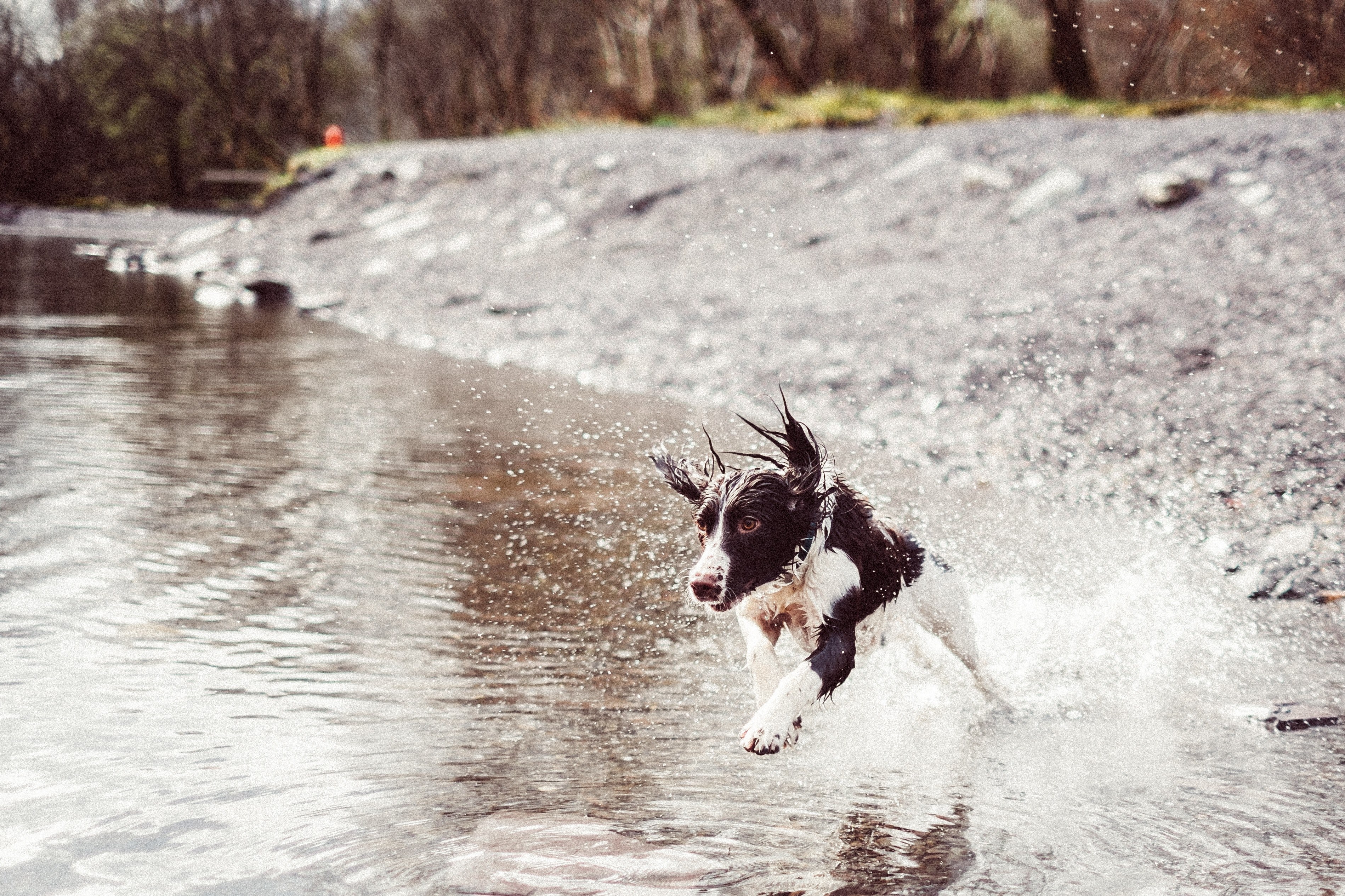 a dog running through the water in wales, dog running in water 4k, HD Wallpaper