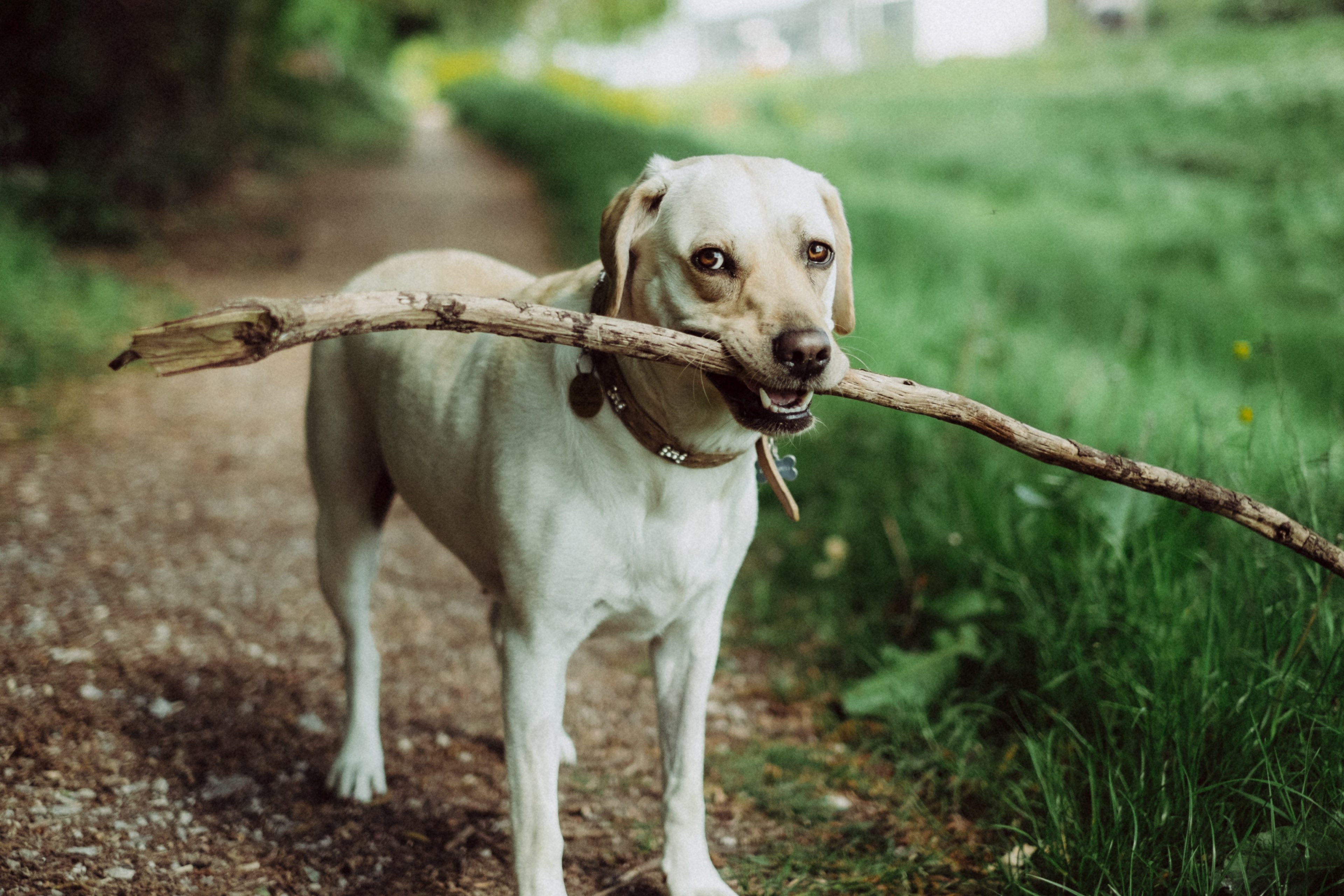 dog animal walk and pet 4k, HD Wallpaper