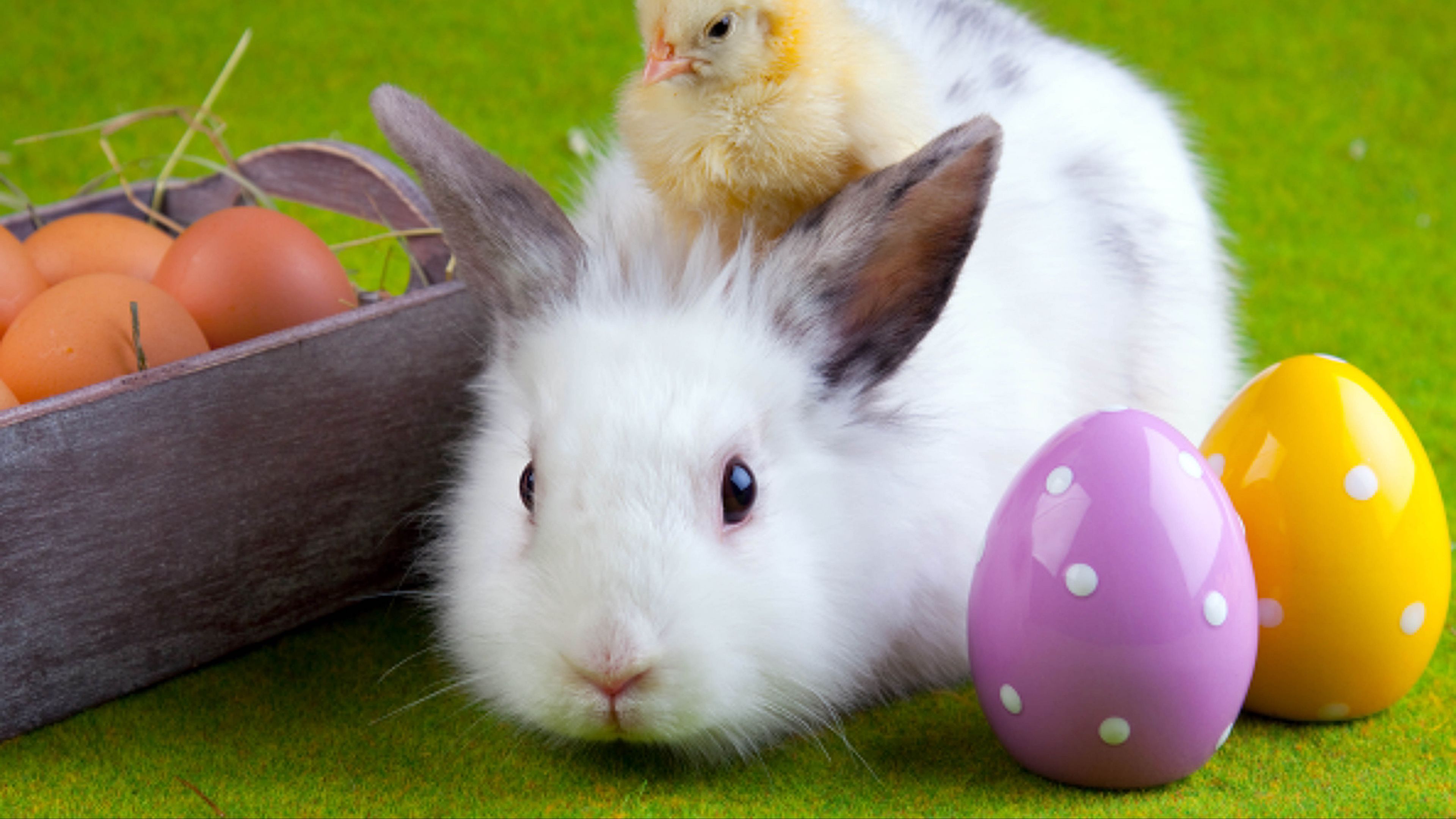 rabbit, chicken, eggs, easter, friendship, 4k, HD Wallpaper