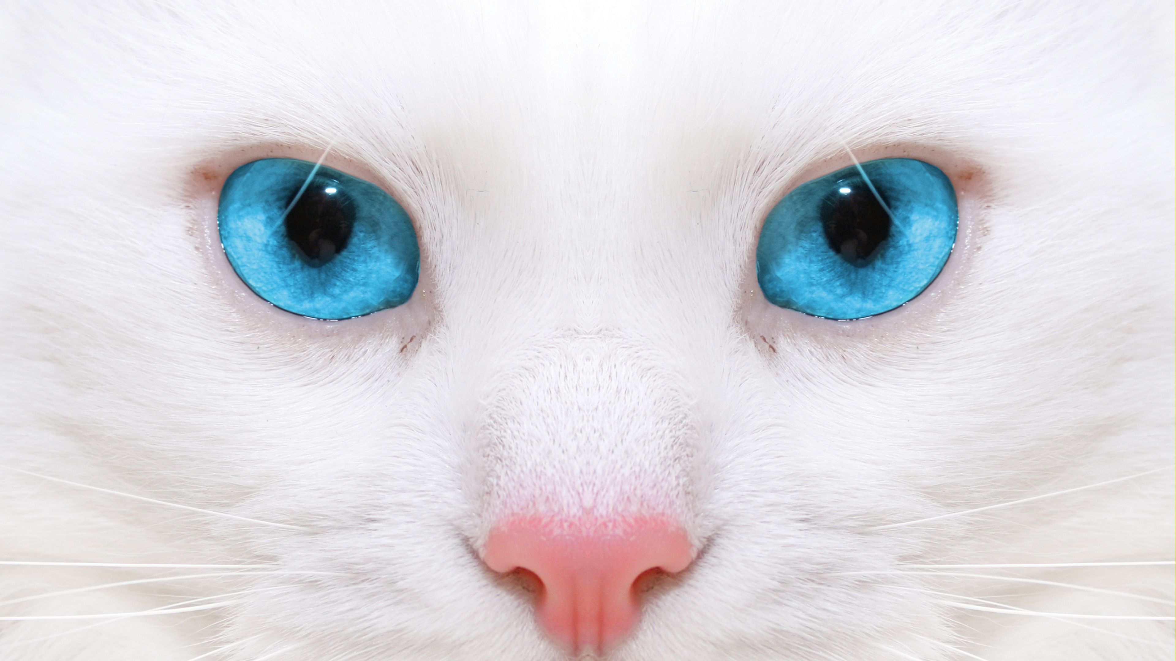 beautiful, white cat, kitten, close-up, 4k, HD Wallpaper