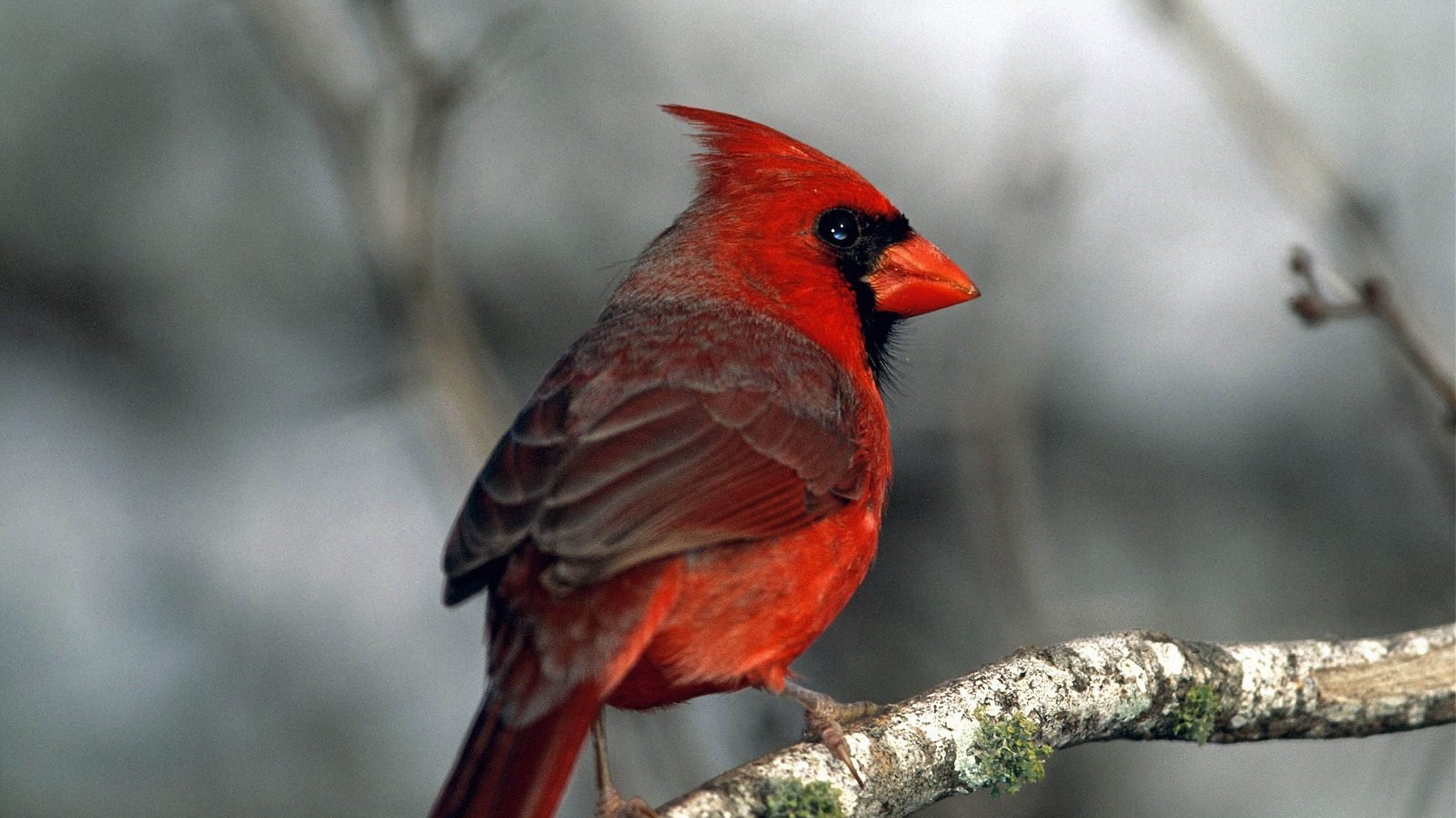 red bird, branches, moss, 4k, HD Wallpaper