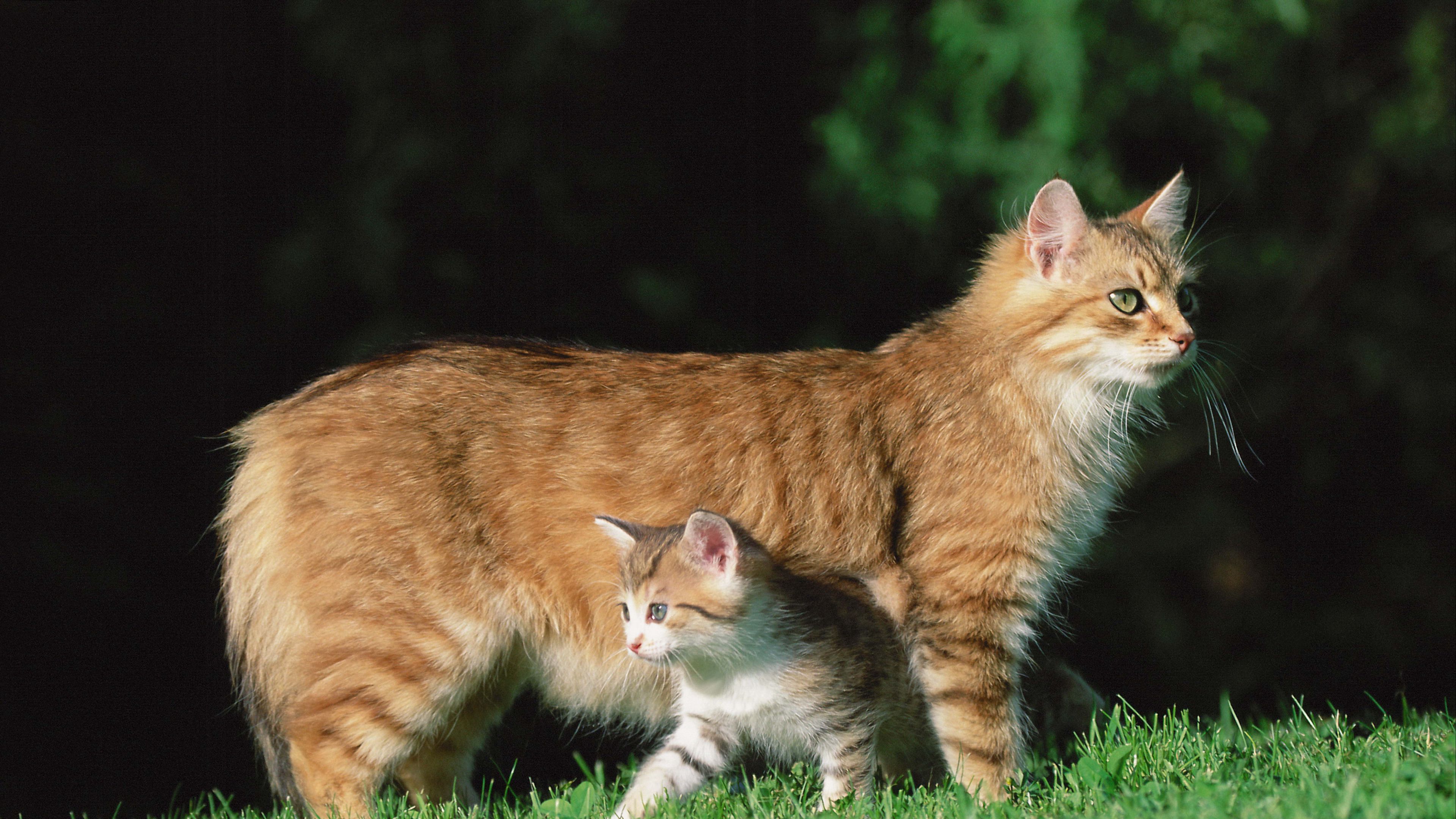 cat, kitten, grass, 4k, HD Wallpaper