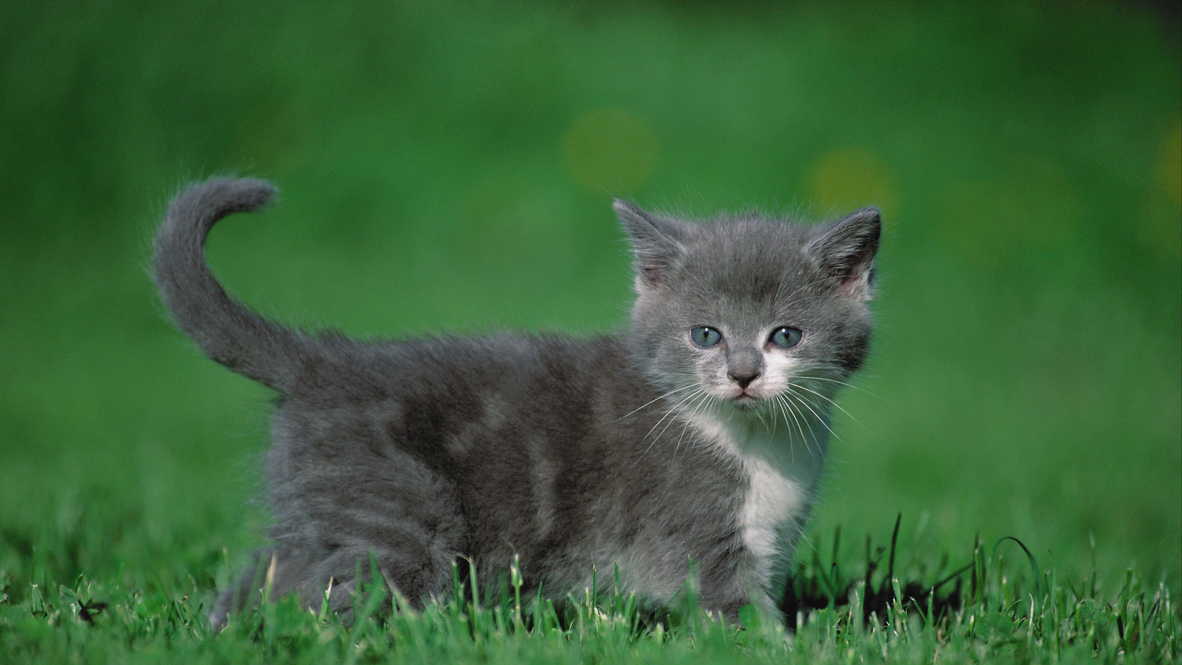 kitten, grass, walk, 4k, HD Wallpaper