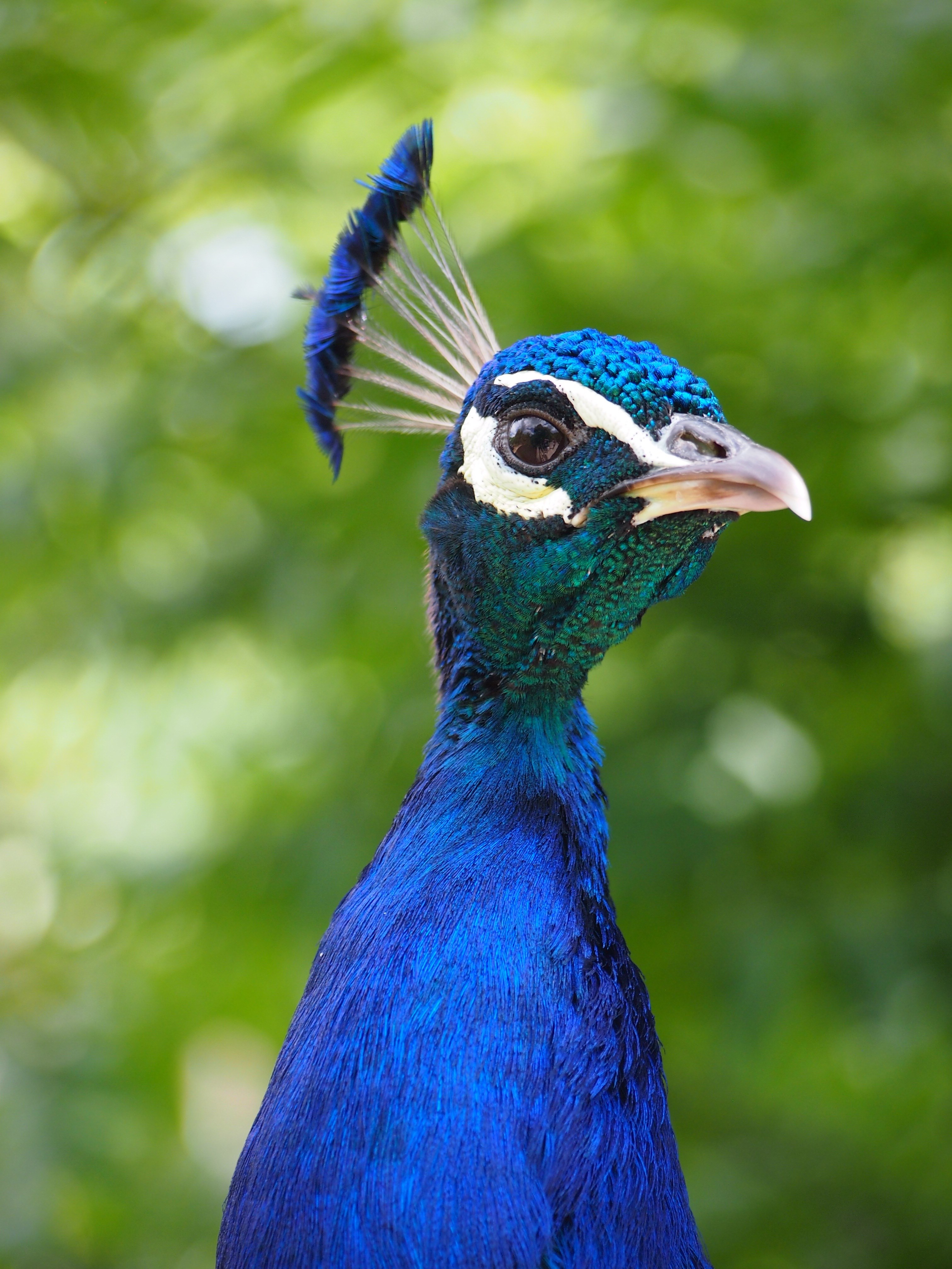 zoo peacock head animal feather bird 4k, Phone HD Wallpaper