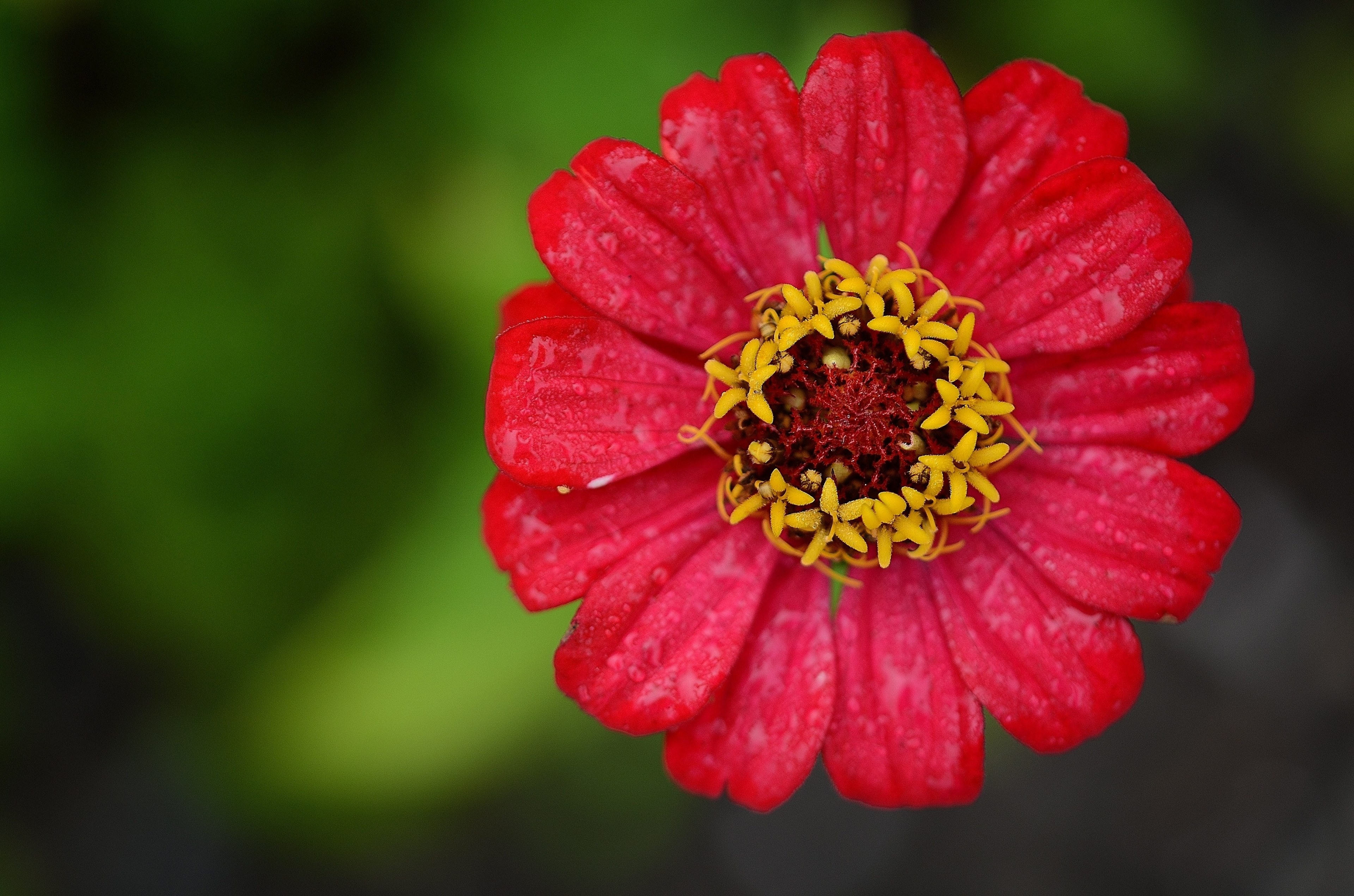 zinnia red flower leaf nature garden macro 4k, HD Wallpaper