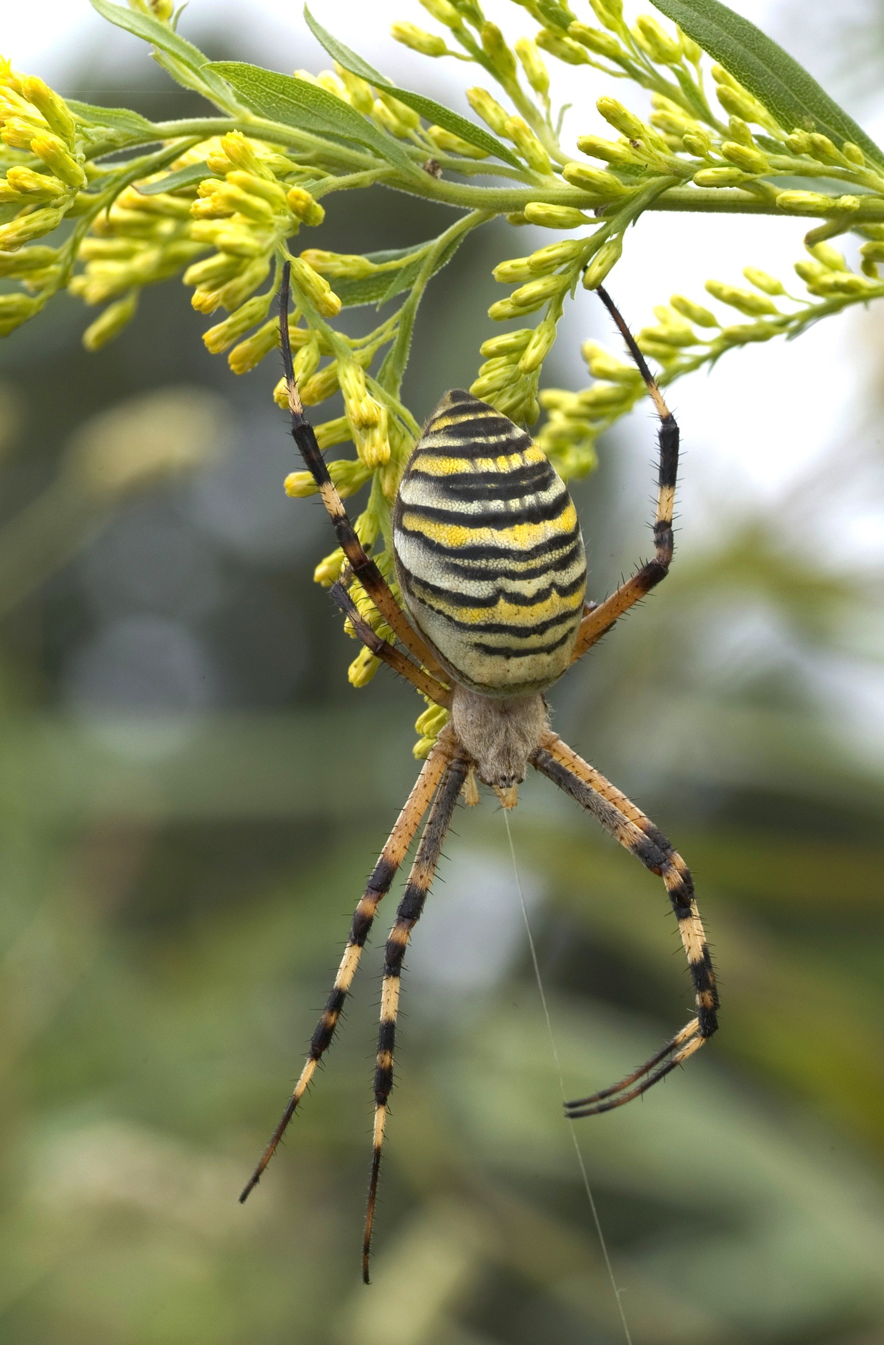 zebraspinne spider tiger spider silk band spider 4k, Phone HD Wallpaper