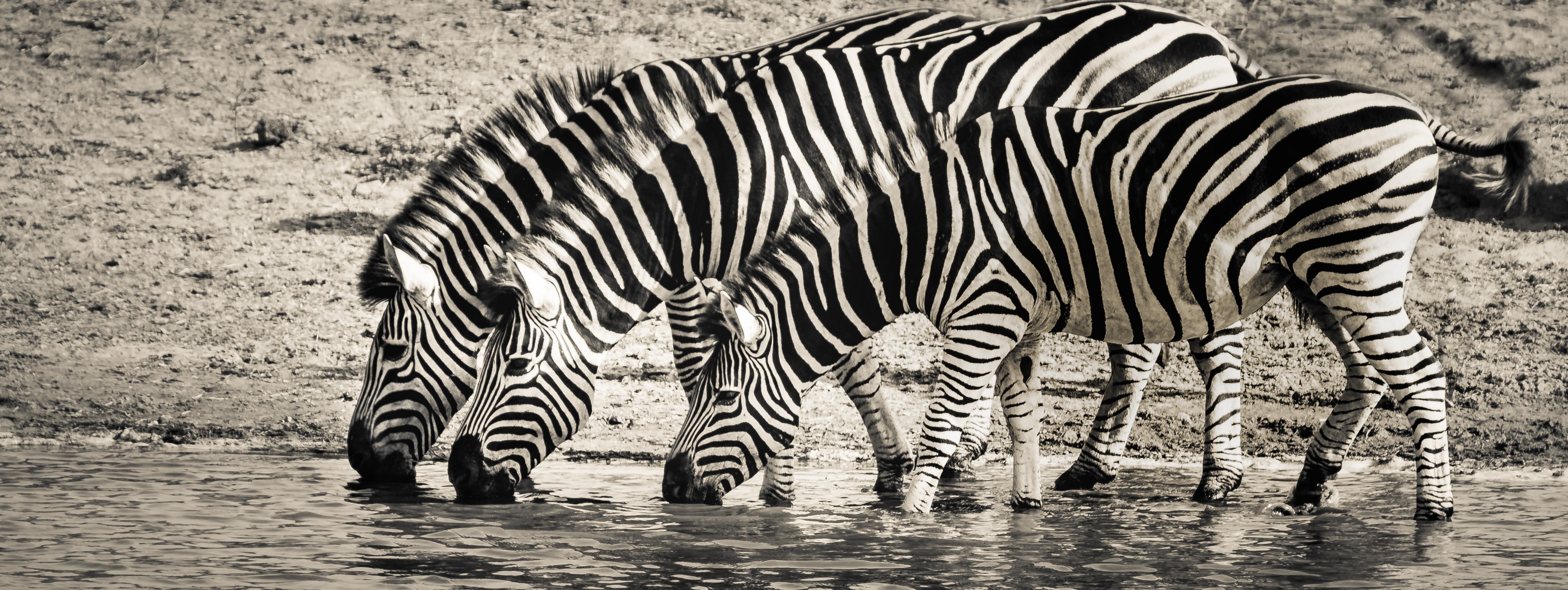 zebra safari wildlife savanna nature monotone 4k, HD Wallpaper