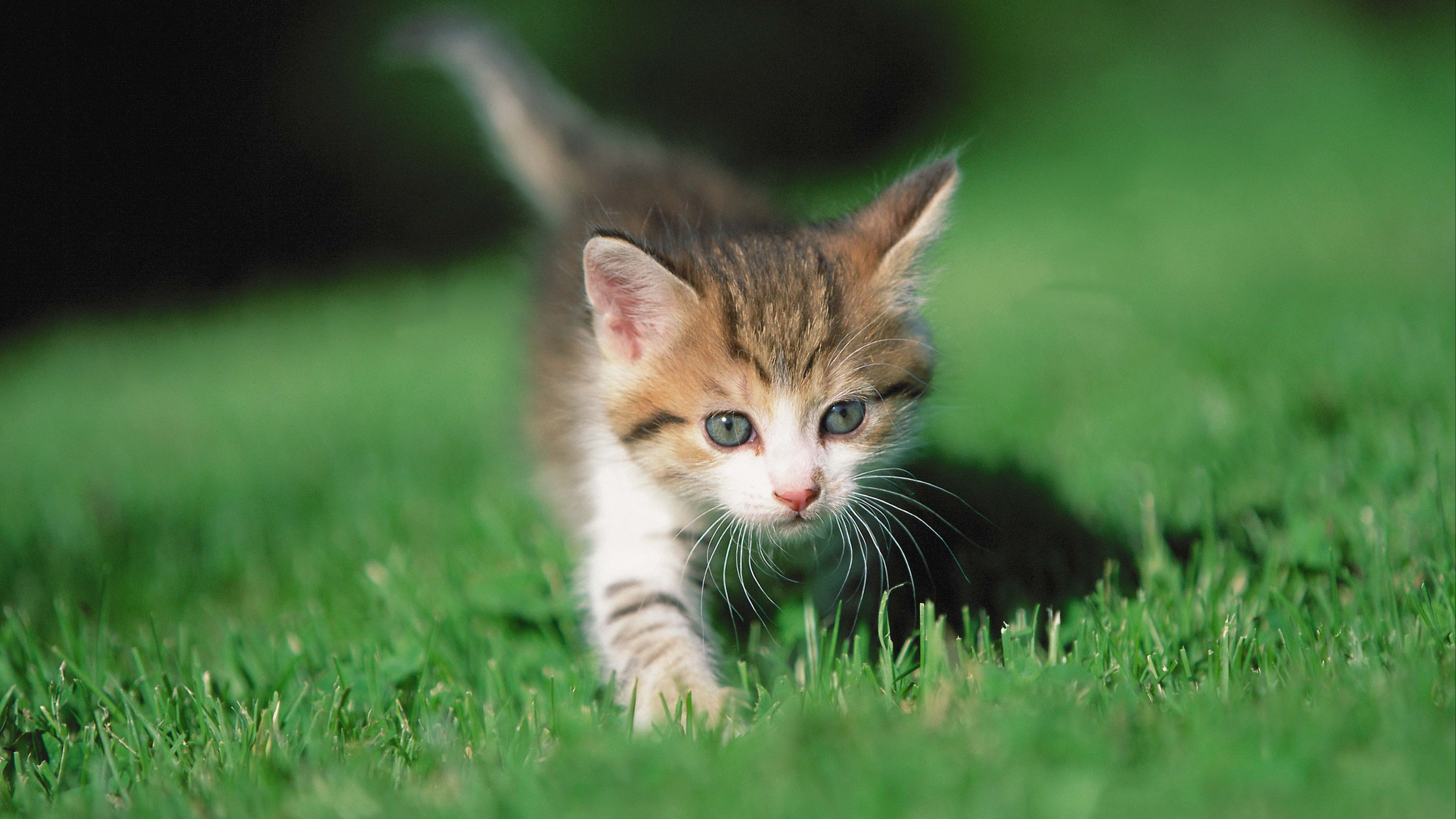 kitten, grass, legs, 4k, HD Wallpaper