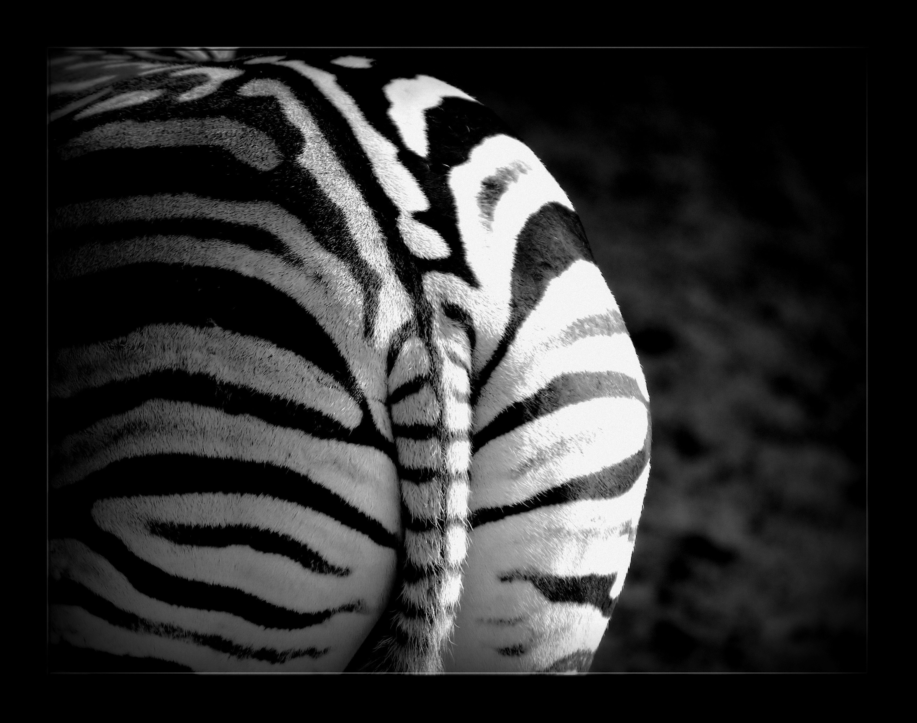 zebra stripes animal wild safari mammal animals 4k, HD Wallpaper