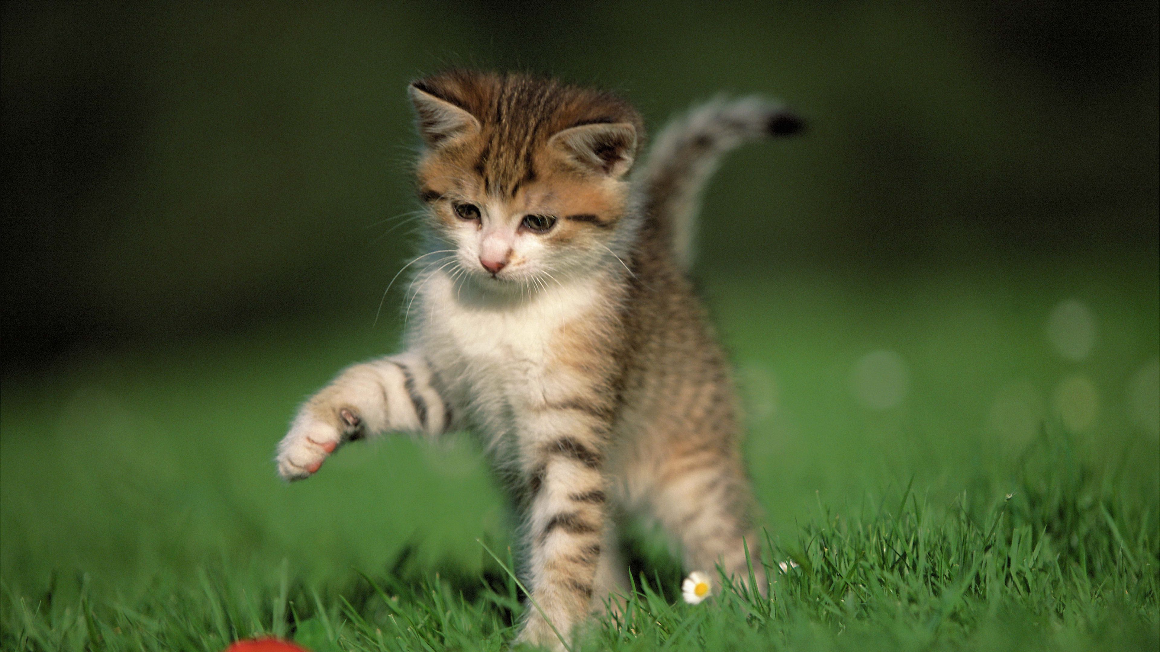 kitten, ball, game, grass, 4k, HD Wallpaper