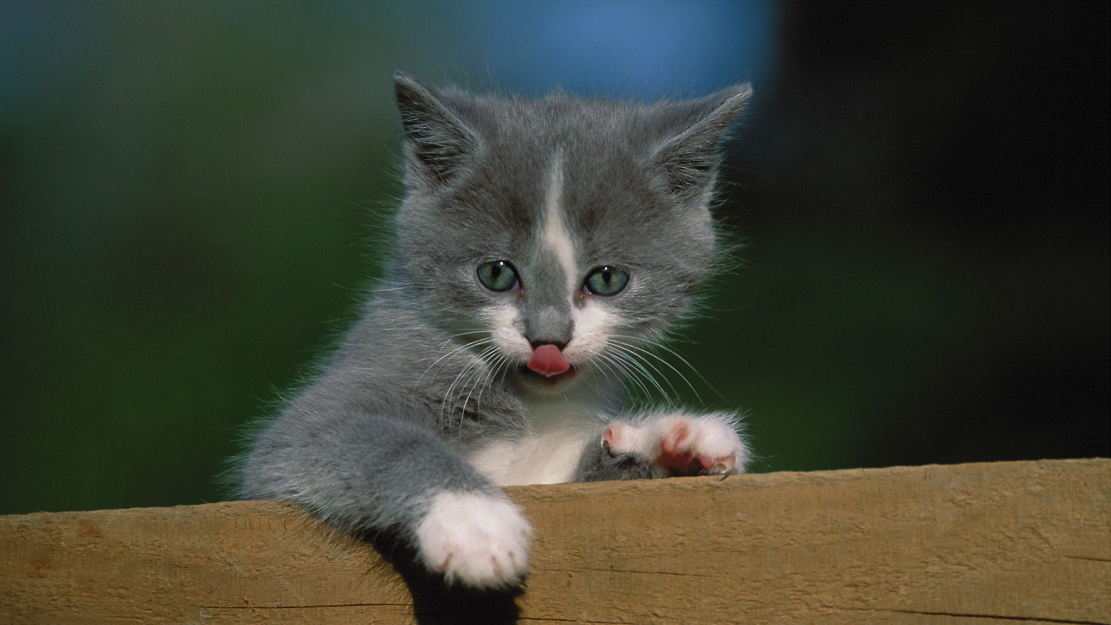 kitten, fence, tongue, 4k, HD Wallpaper