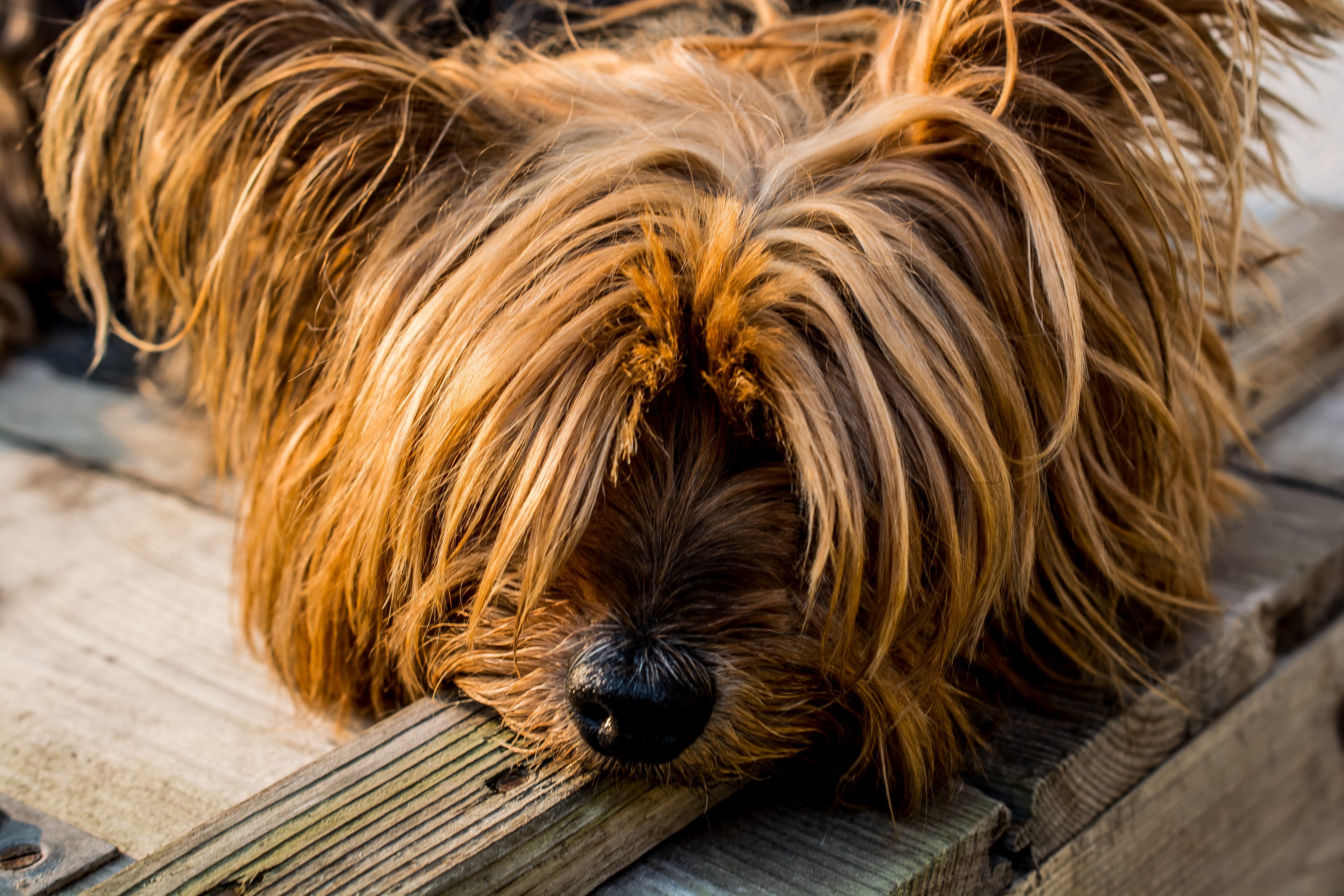 yorkshire terrier dog small dog 4k, HD Wallpaper