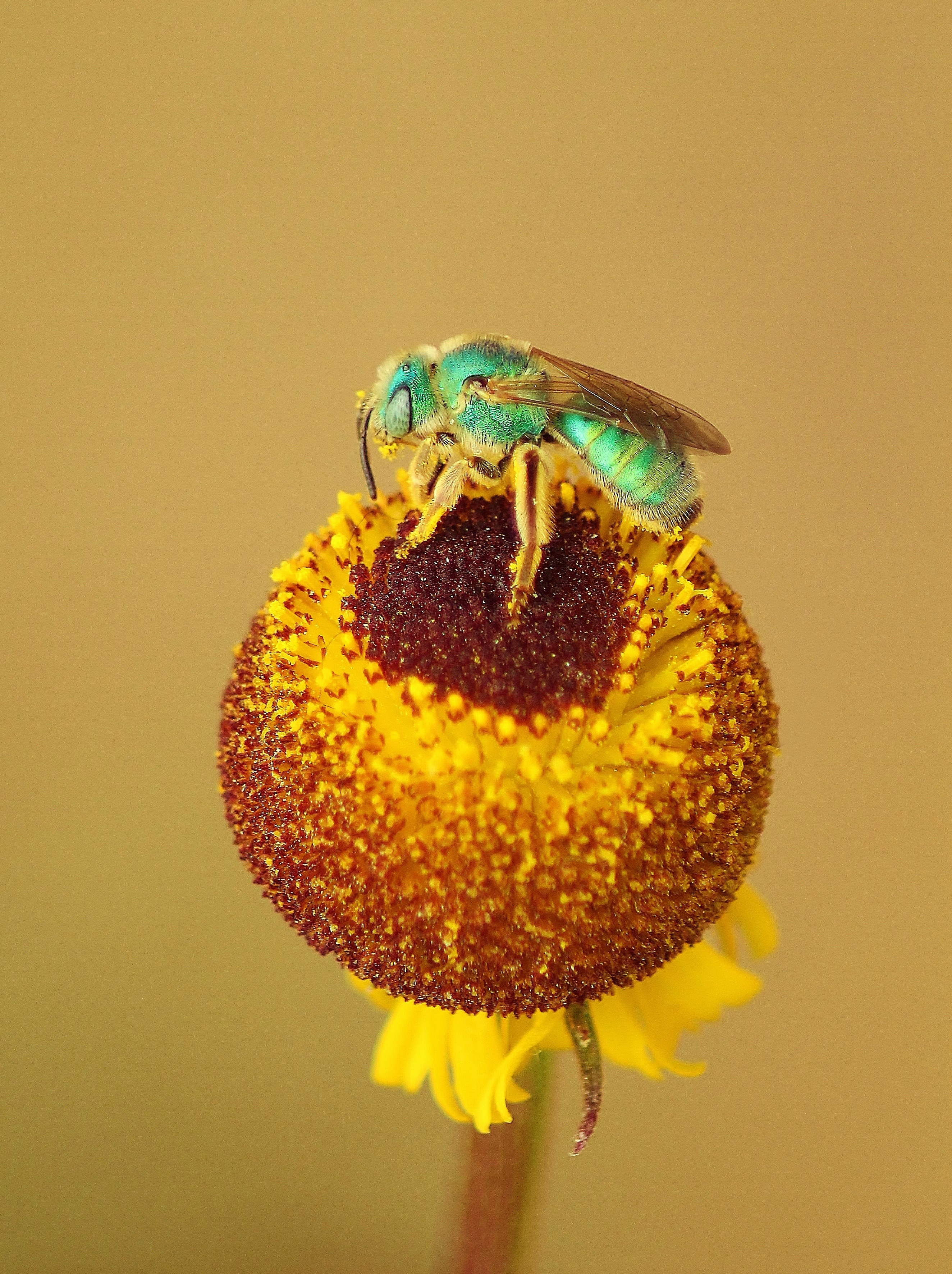 yellow flower insect garden plant pollen bug 4k, Phone HD Wallpaper