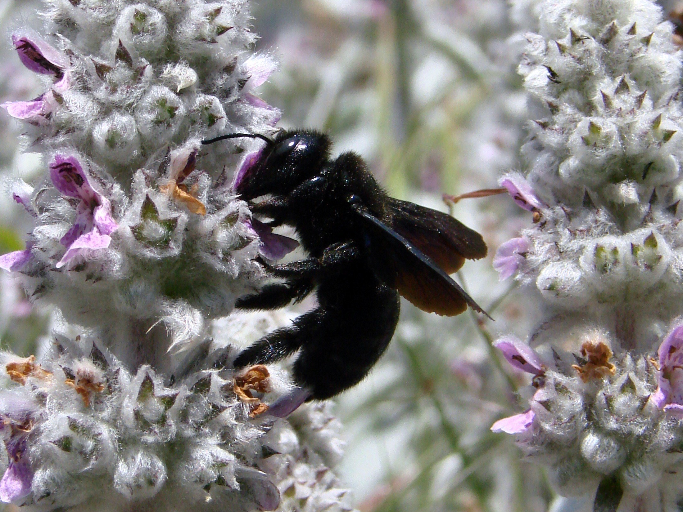 xylocapa carpenter bee insect bug macro close up 4k, HD Wallpaper