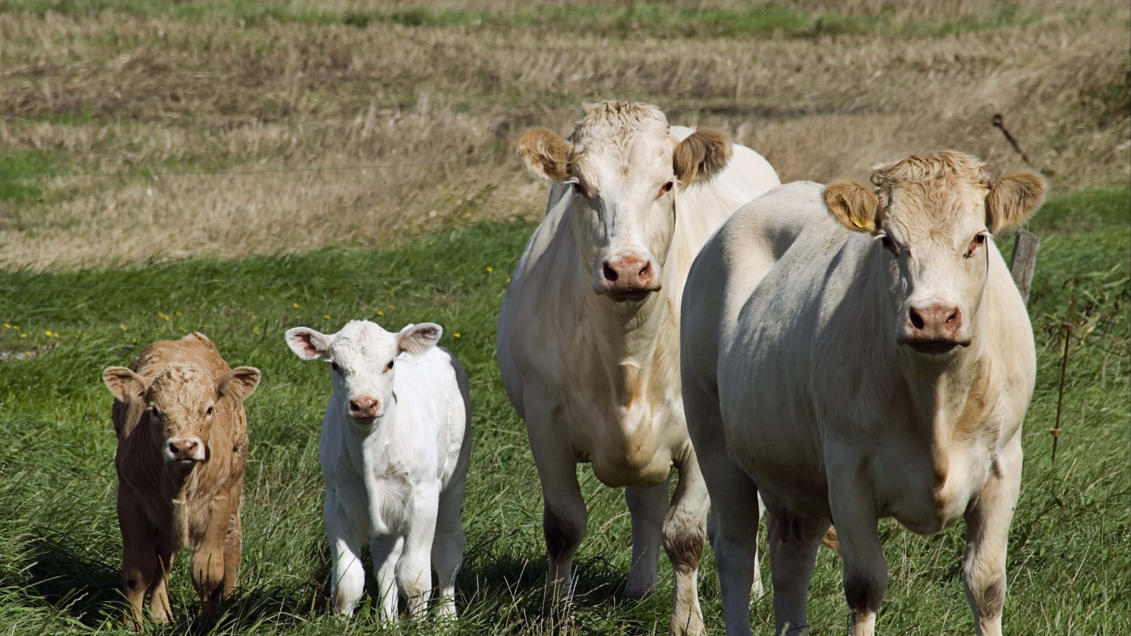 cows, calves, grass, walk, 4k, HD Wallpaper
