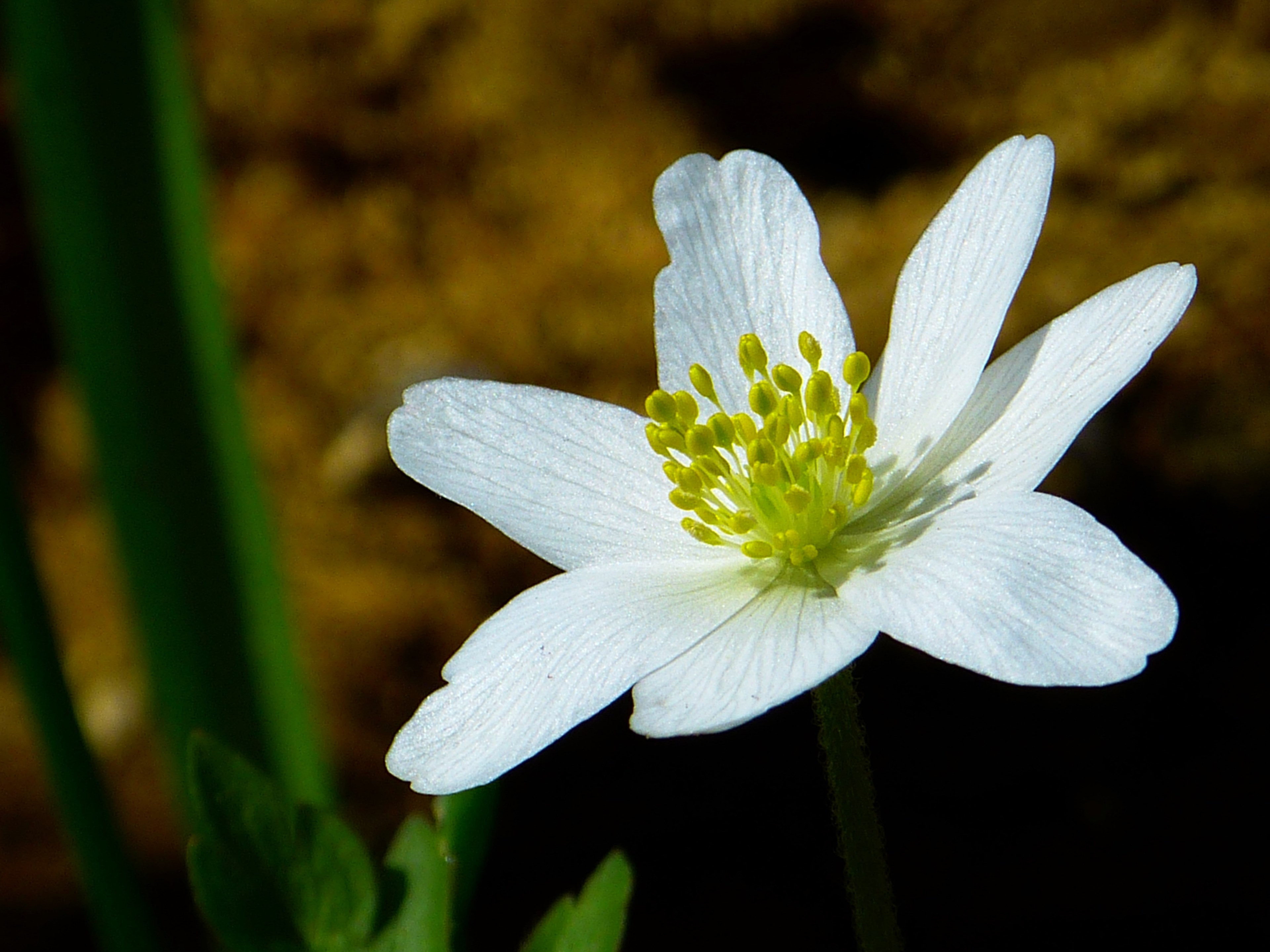wood anemone spring flower blossom bloom white 4k, HD Wallpaper