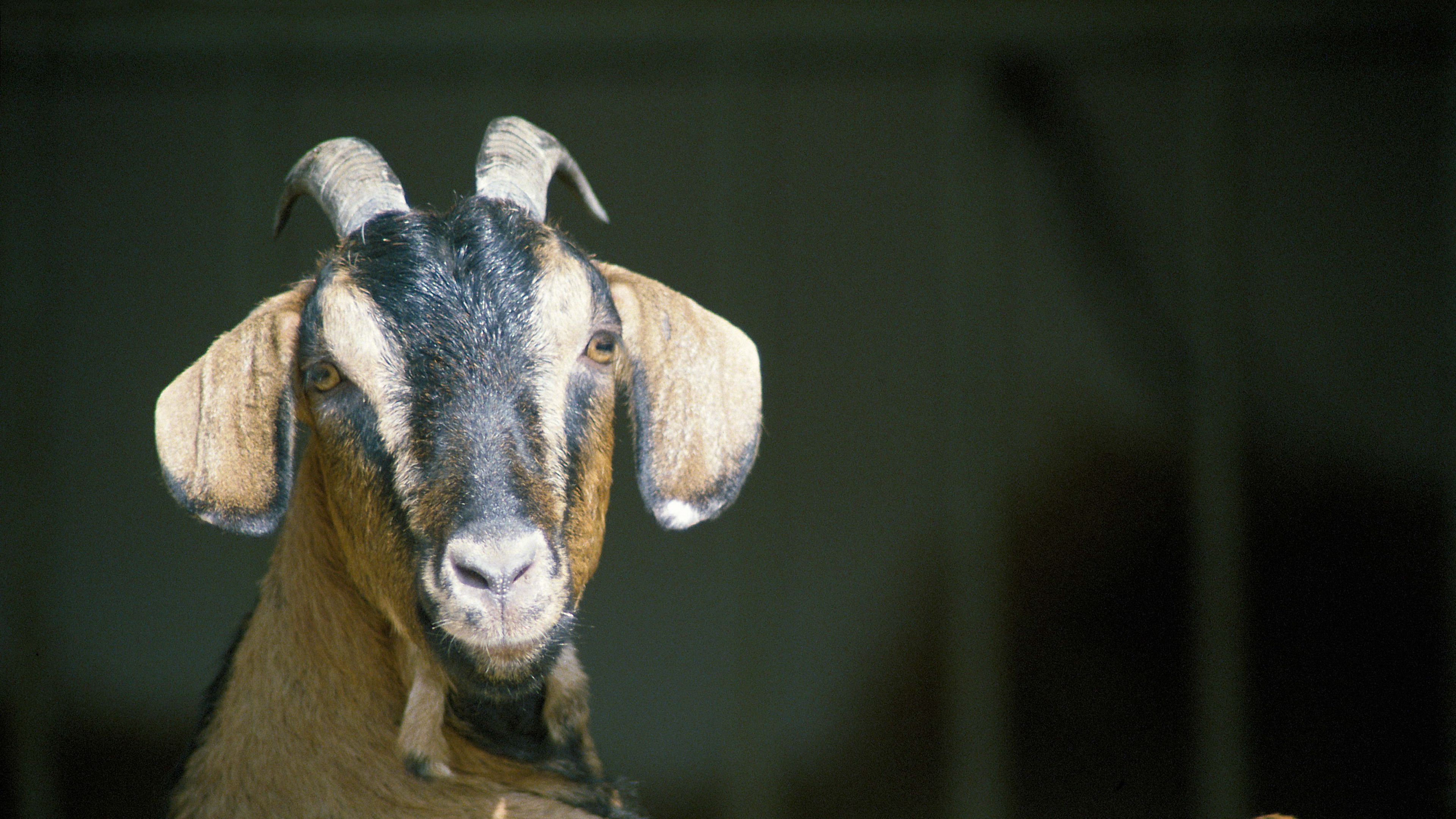 goat, horns, hooves, 4k, HD Wallpaper