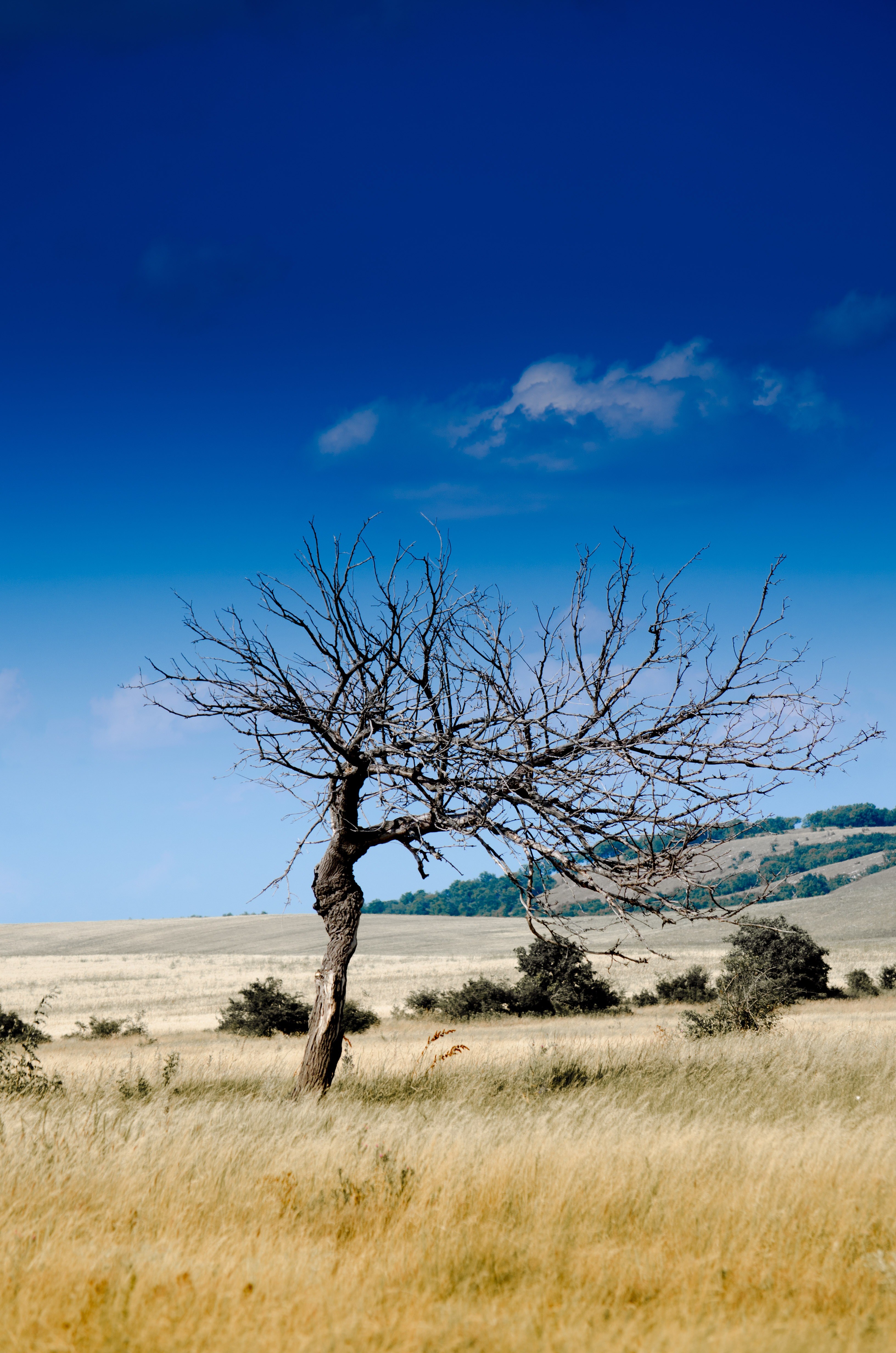 wood nature sheer drought dead tree decay 4k, Phone HD Wallpaper