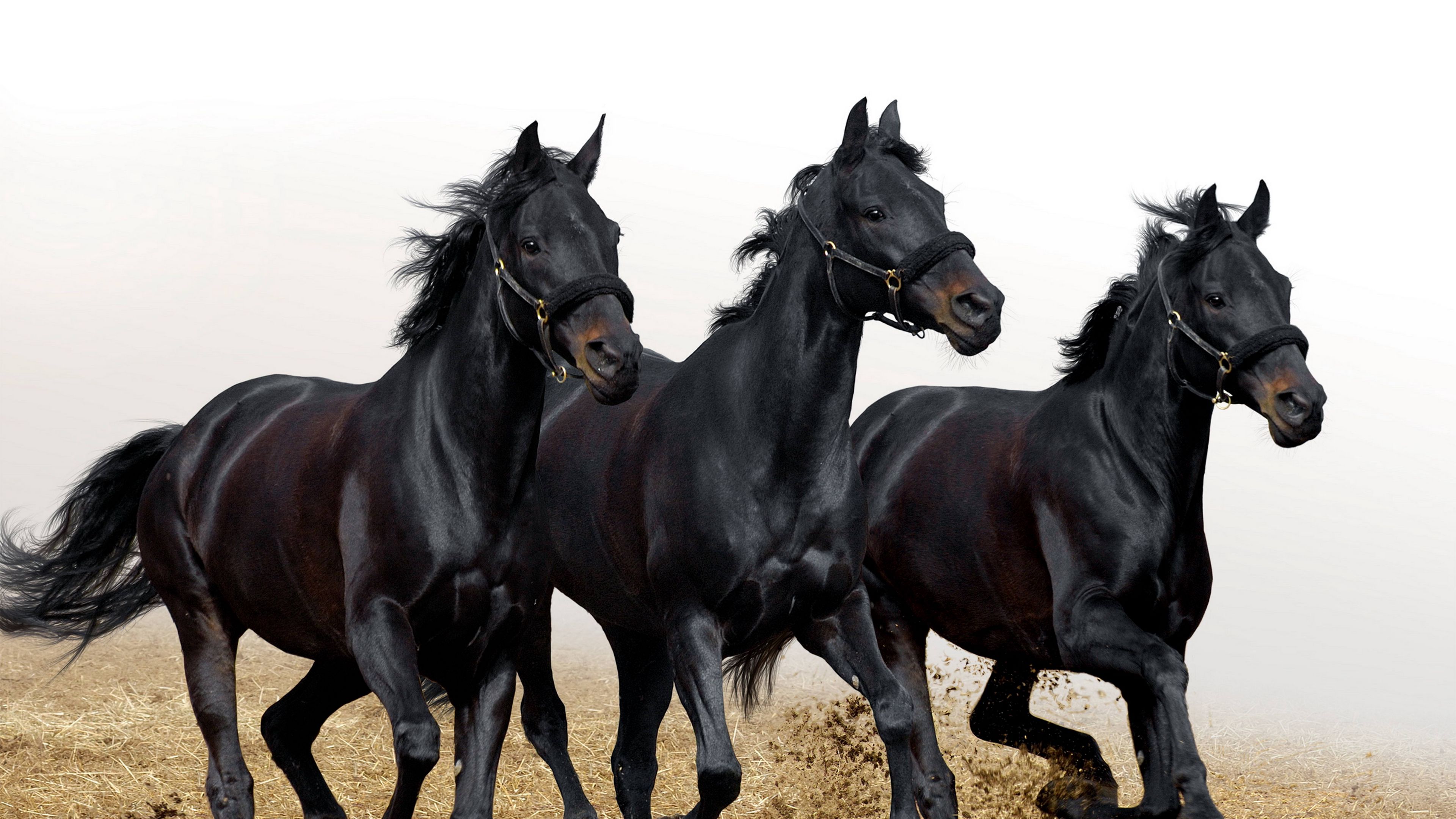 horses, stallions, three, movement, 4k, HD Wallpaper