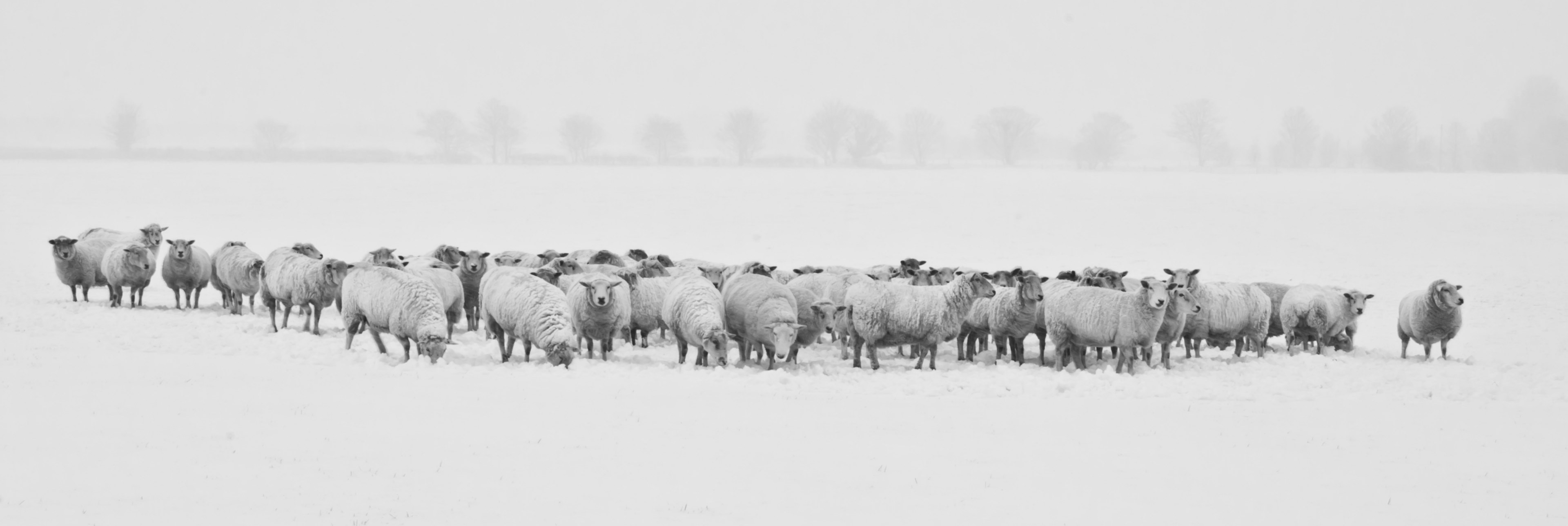 winter snow sheep animals cold season nature 4k, HD Wallpaper