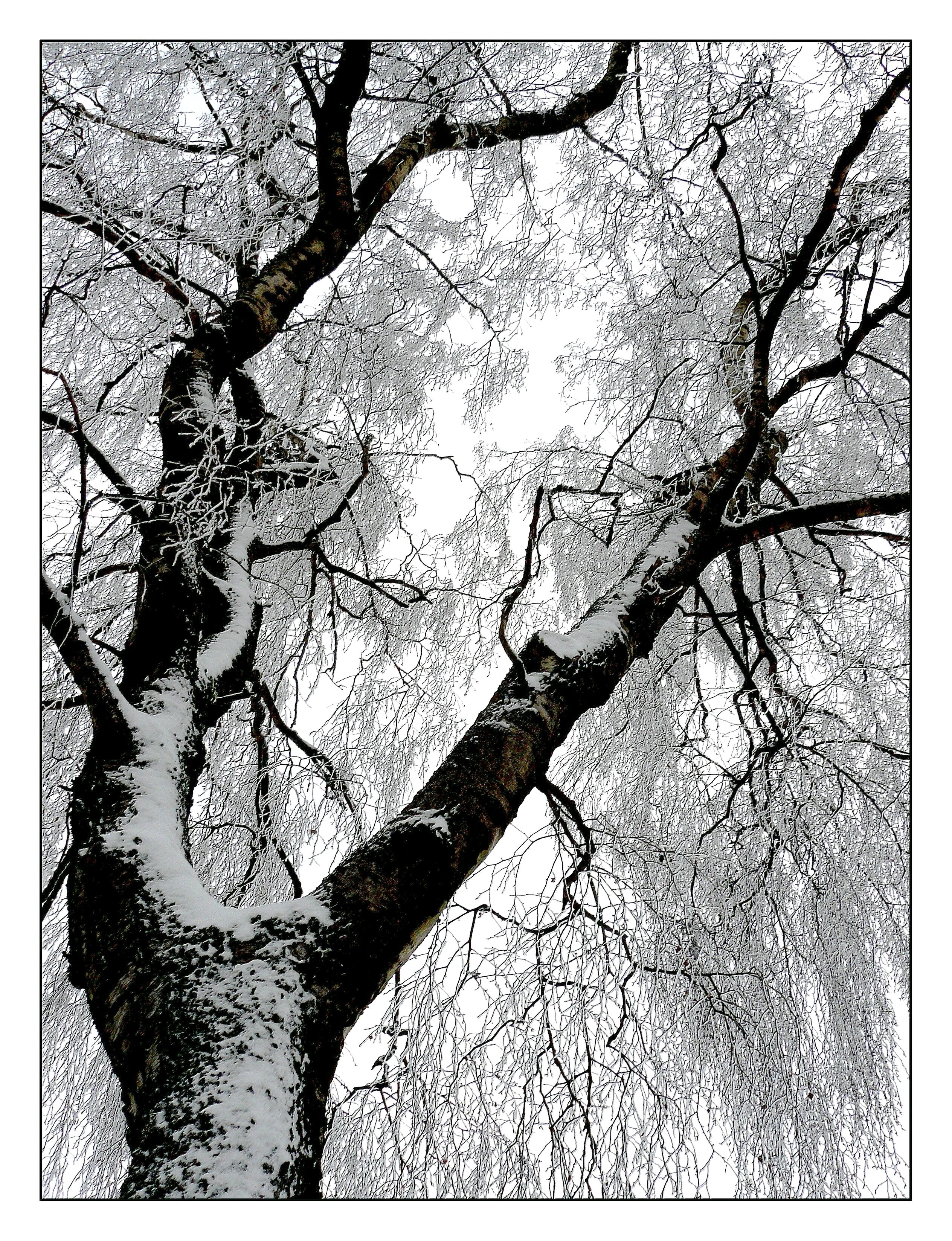 winter frost snow ice cold icy winter magic 4k, Phone HD Wallpaper