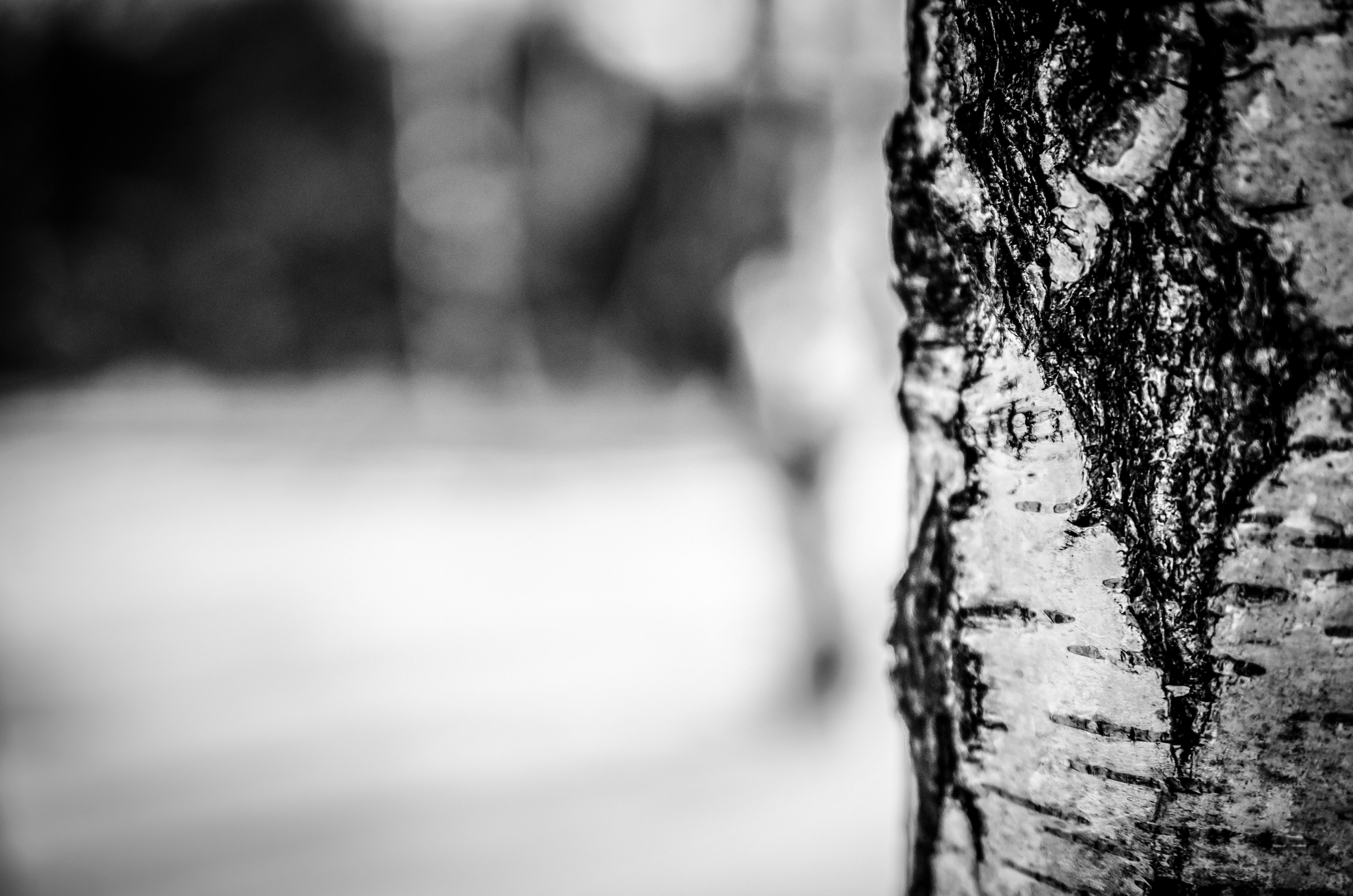 winter snow tree nature birch 4k, HD Wallpaper