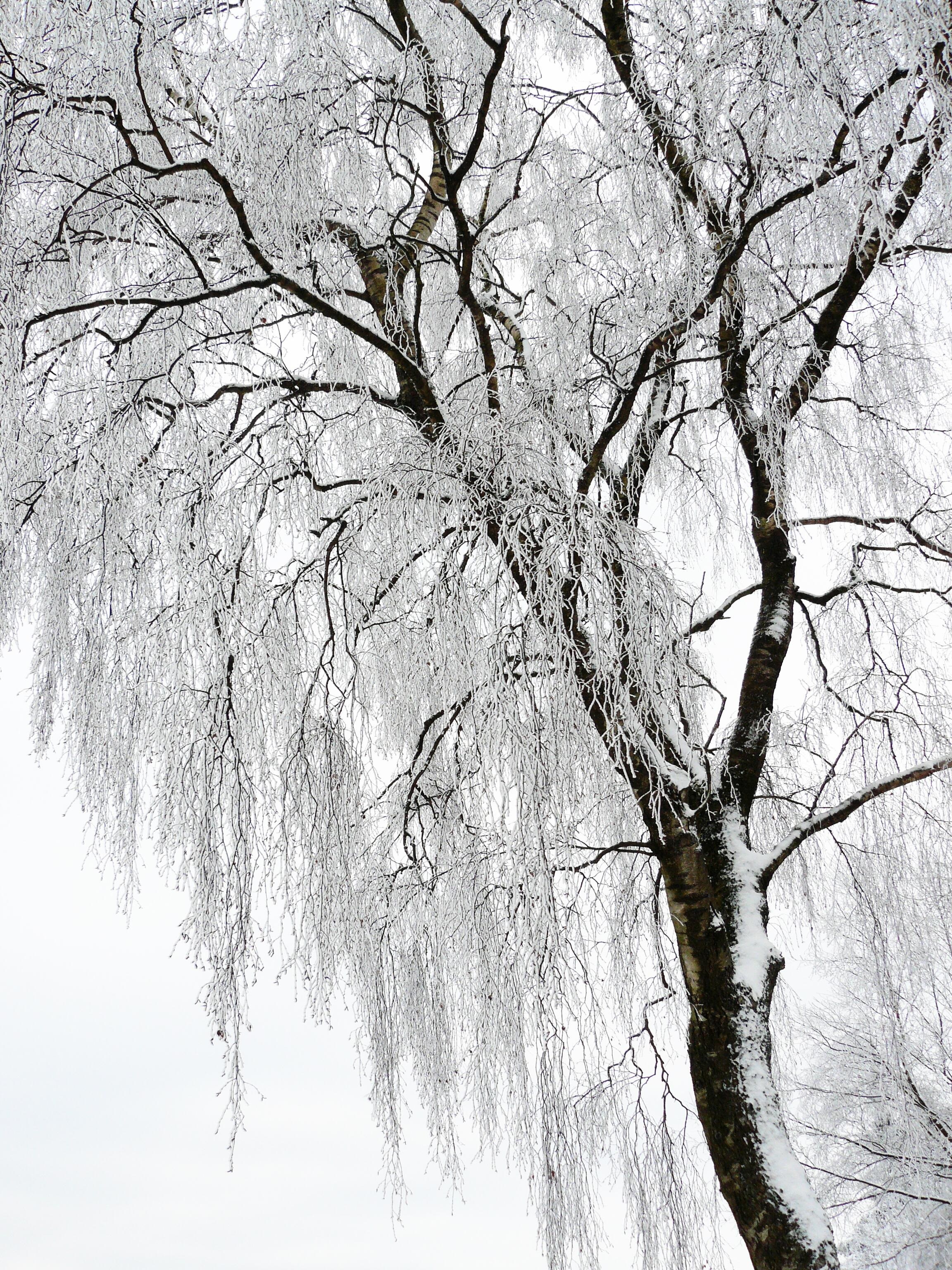 winter white cold snow wintry snow magic 4k, Phone HD Wallpaper
