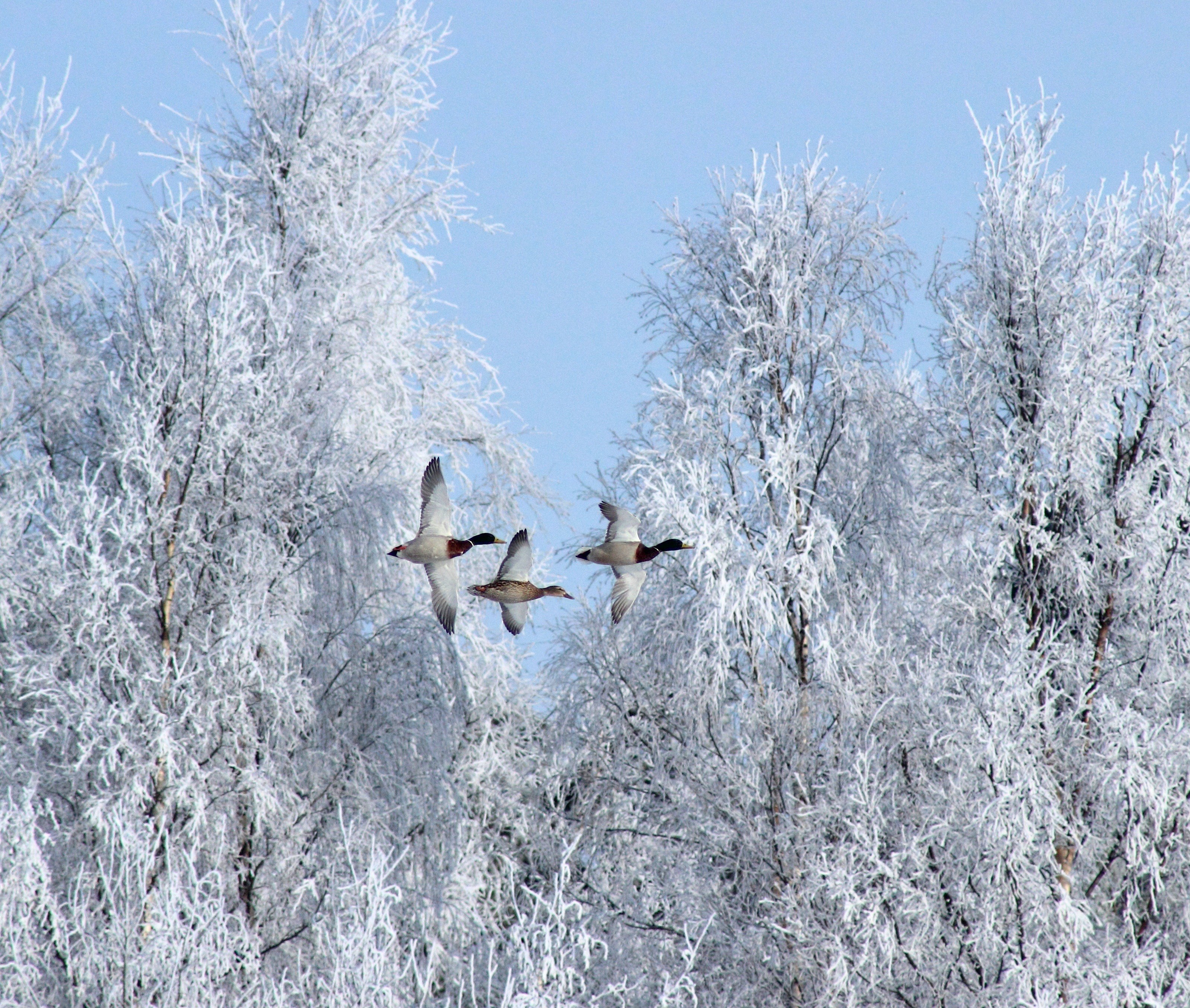 winter birds geese snow ice nature flying flight 4k, HD Wallpaper