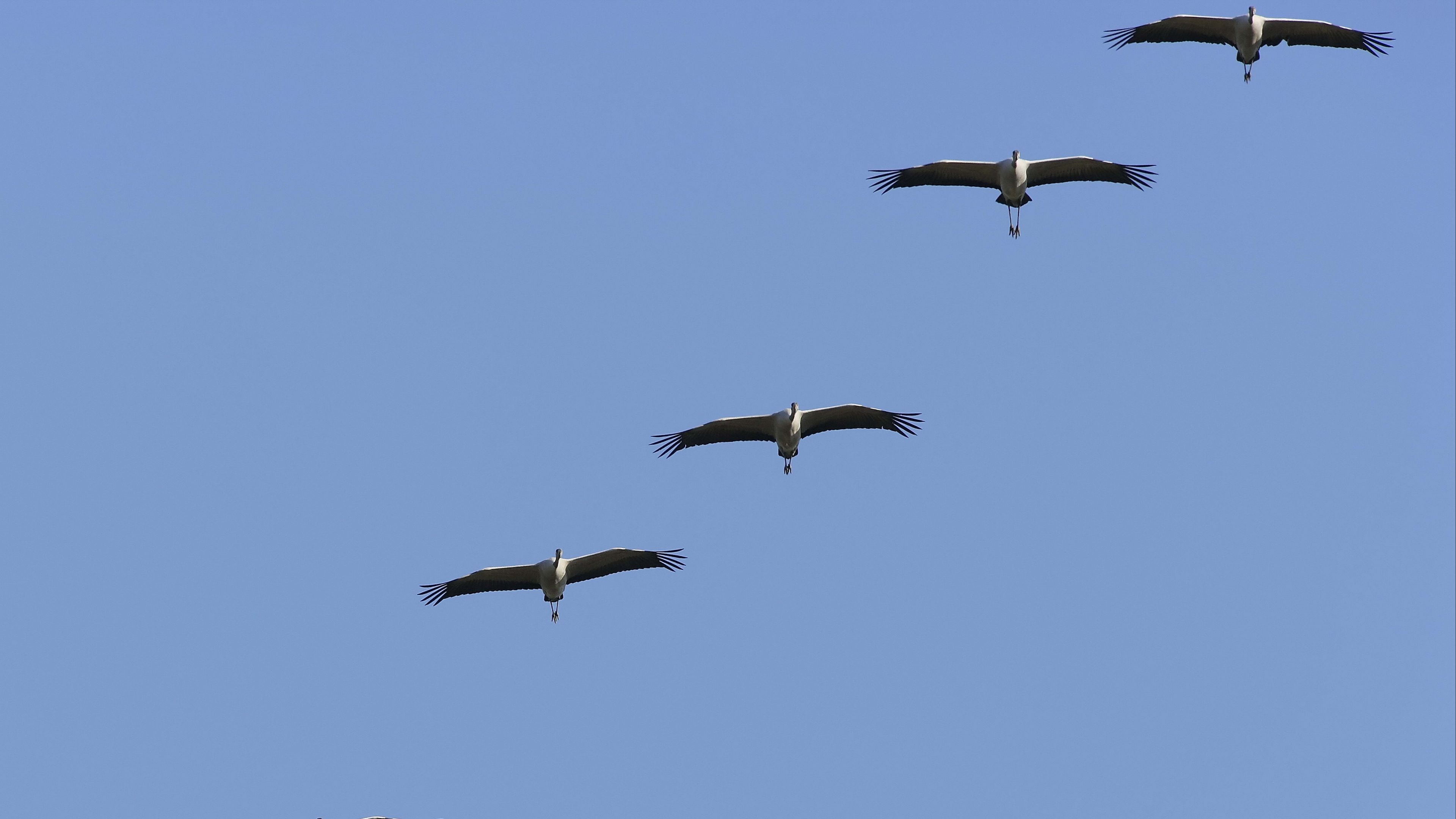 crane, flock, sky, 4k, HD Wallpaper