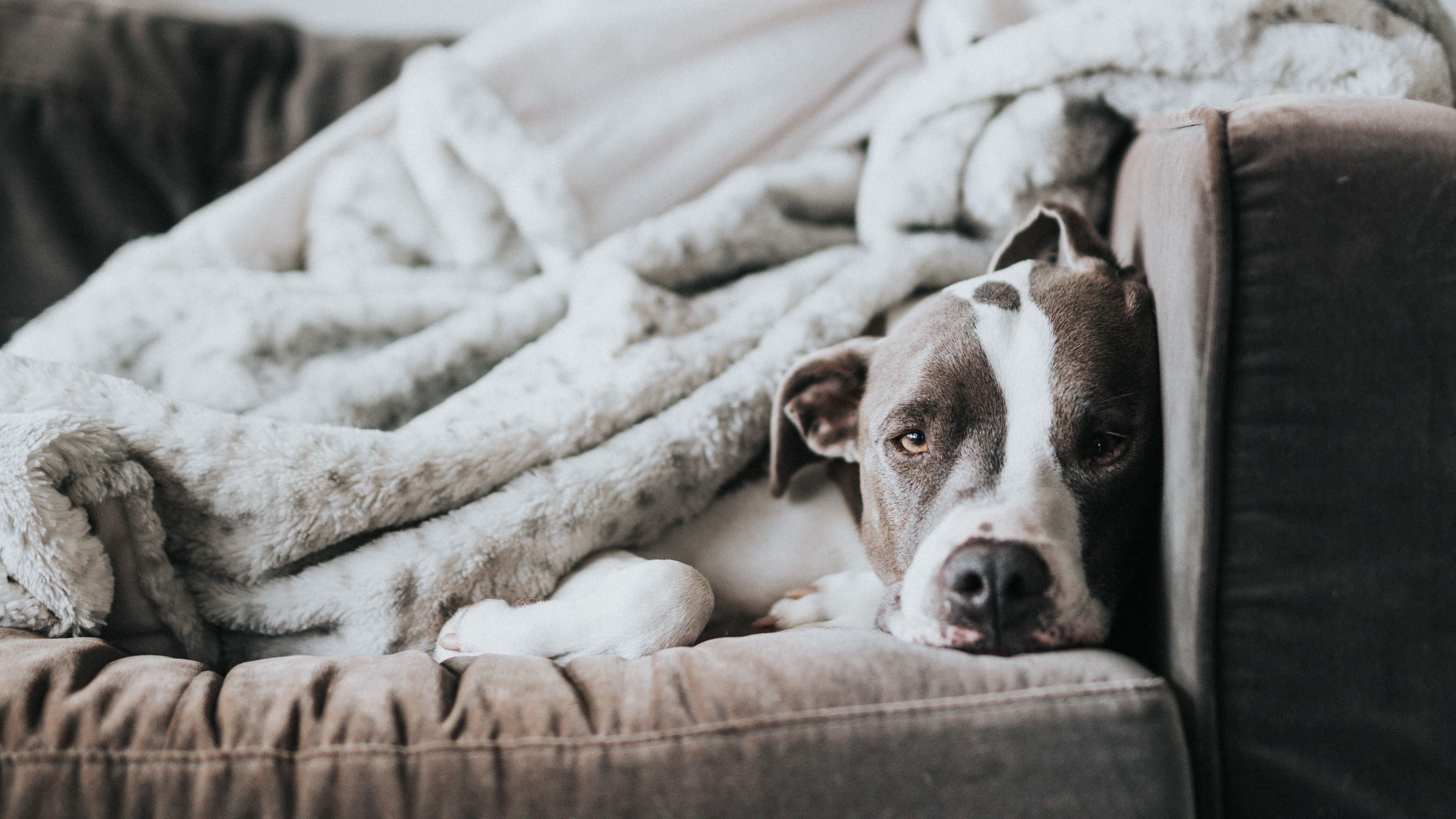 dog, bulldog, funny, sleeping, sofa, 4k, HD Wallpaper
