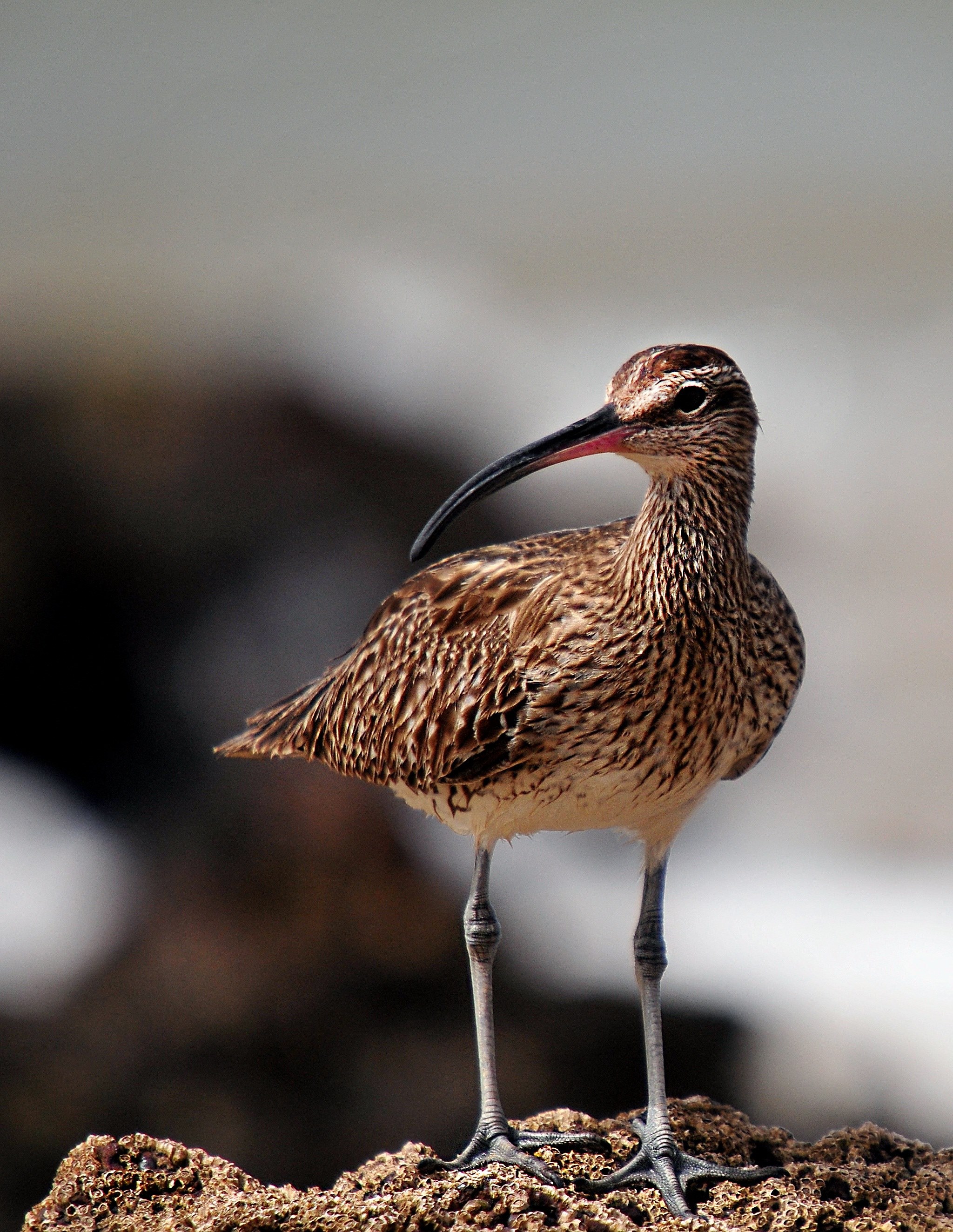 whimbrel birds senegal fauna animal 4k, Phone HD Wallpaper