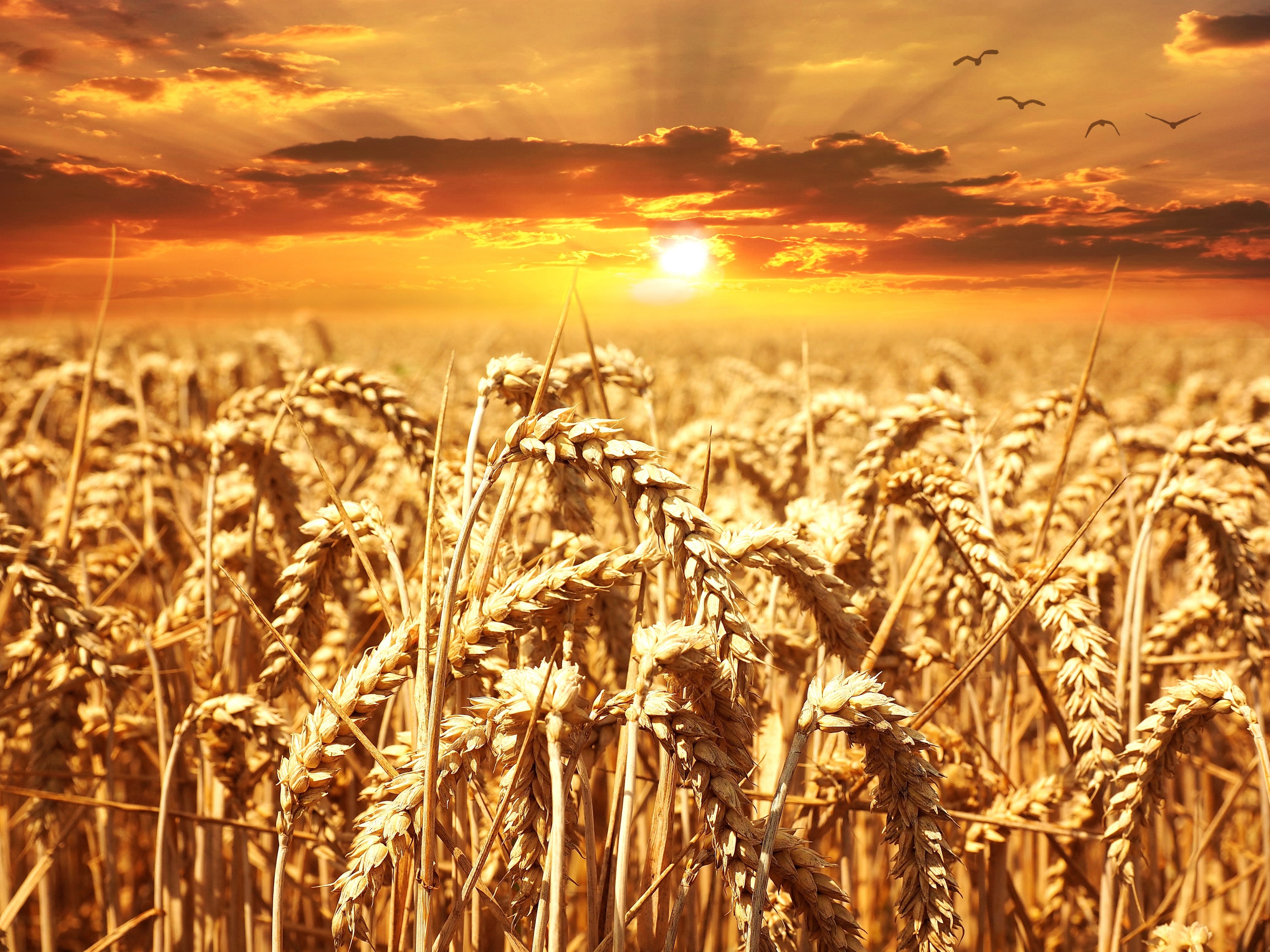 wheat field wheat cereals grain cornfield sunset 4k, HD Wallpaper