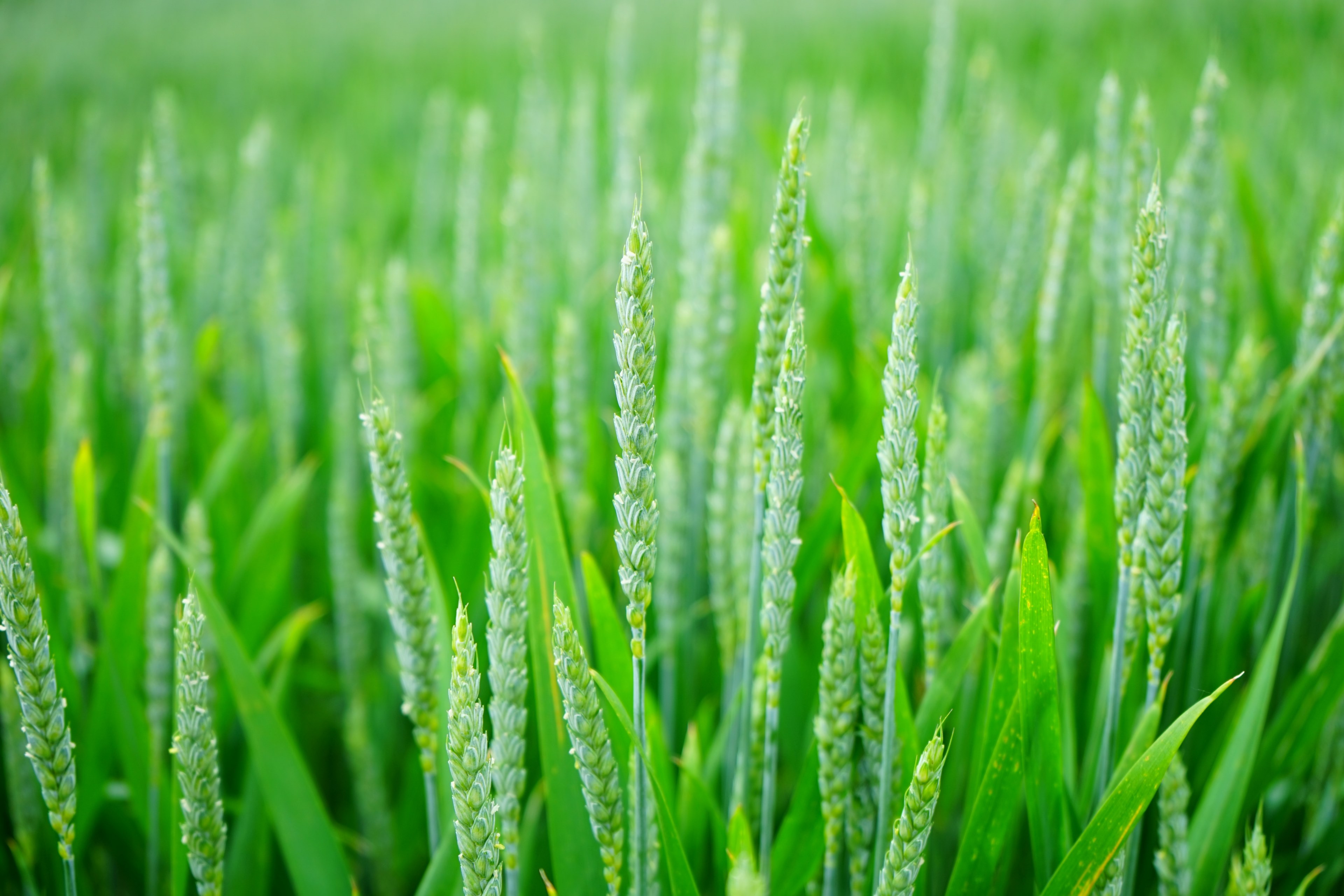 wheat wheat spike wheat field cornfield spike 4k, HD Wallpaper