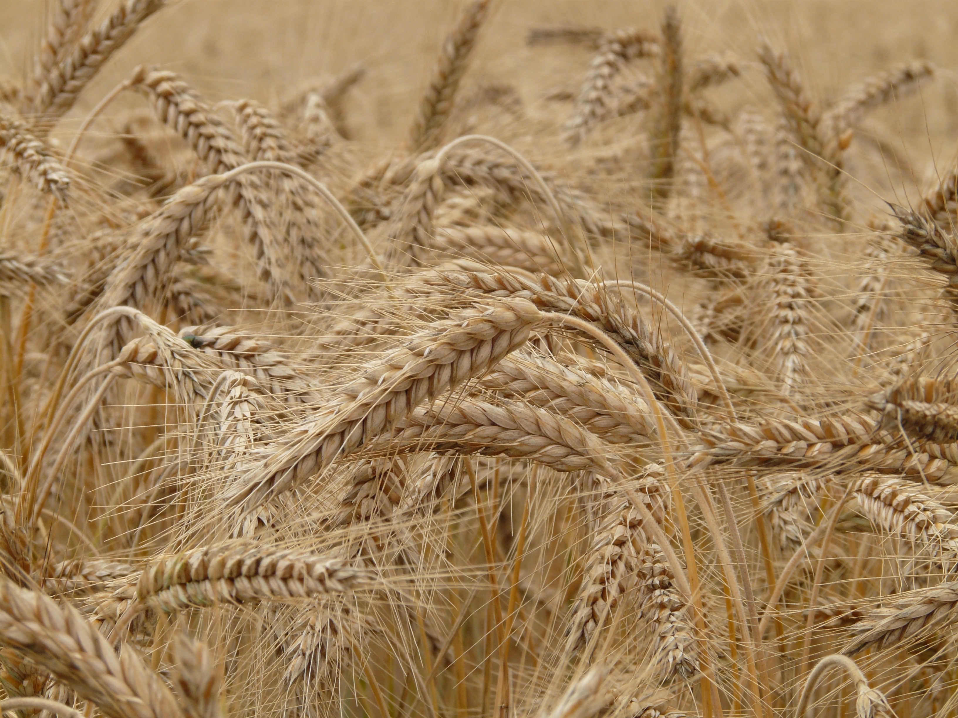 wheat spike wheat field cereals wheat spike grain 4k, HD Wallpaper