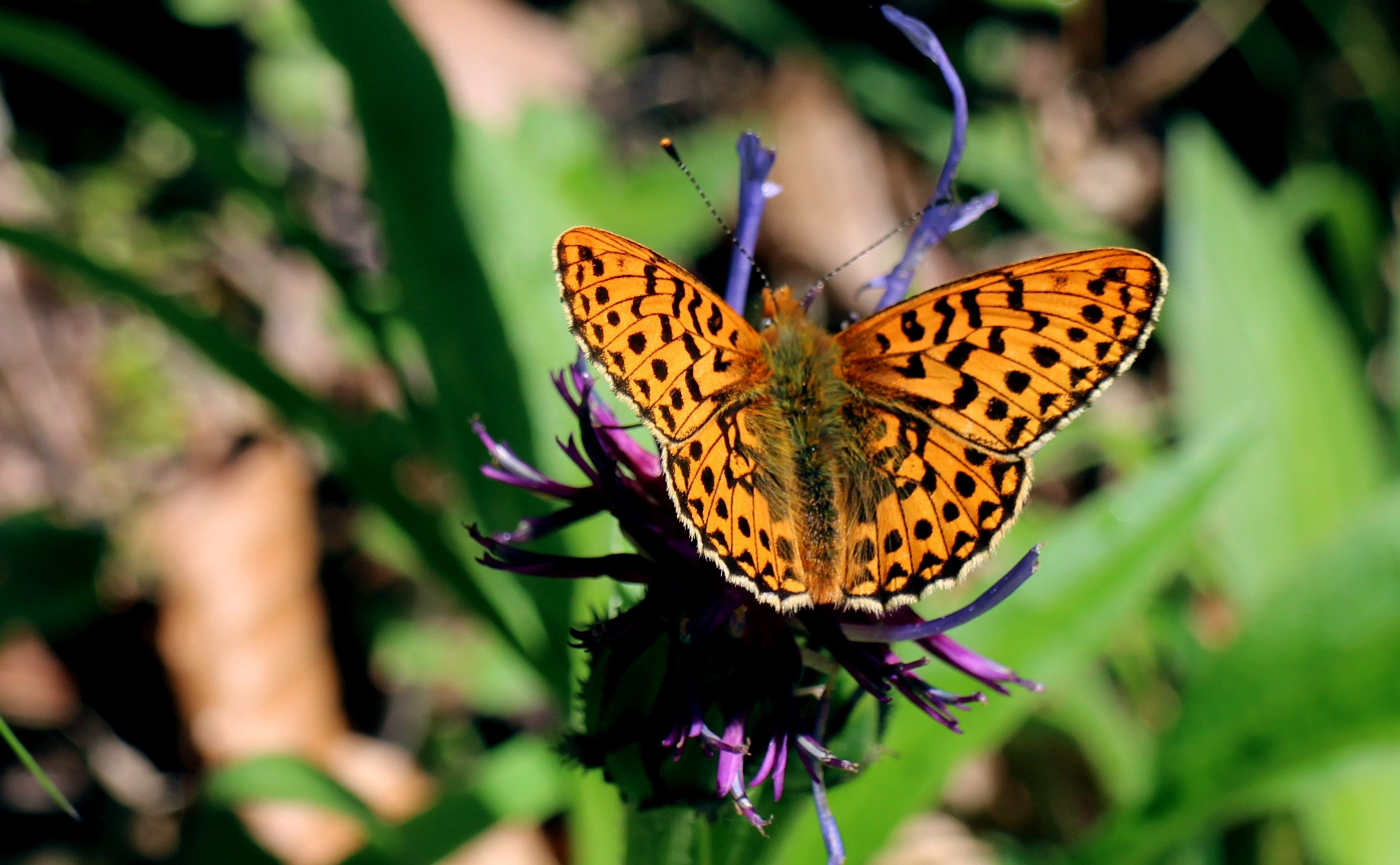 wetlands   mother of pearl butterfly boloria selene 4k, HD Wallpaper