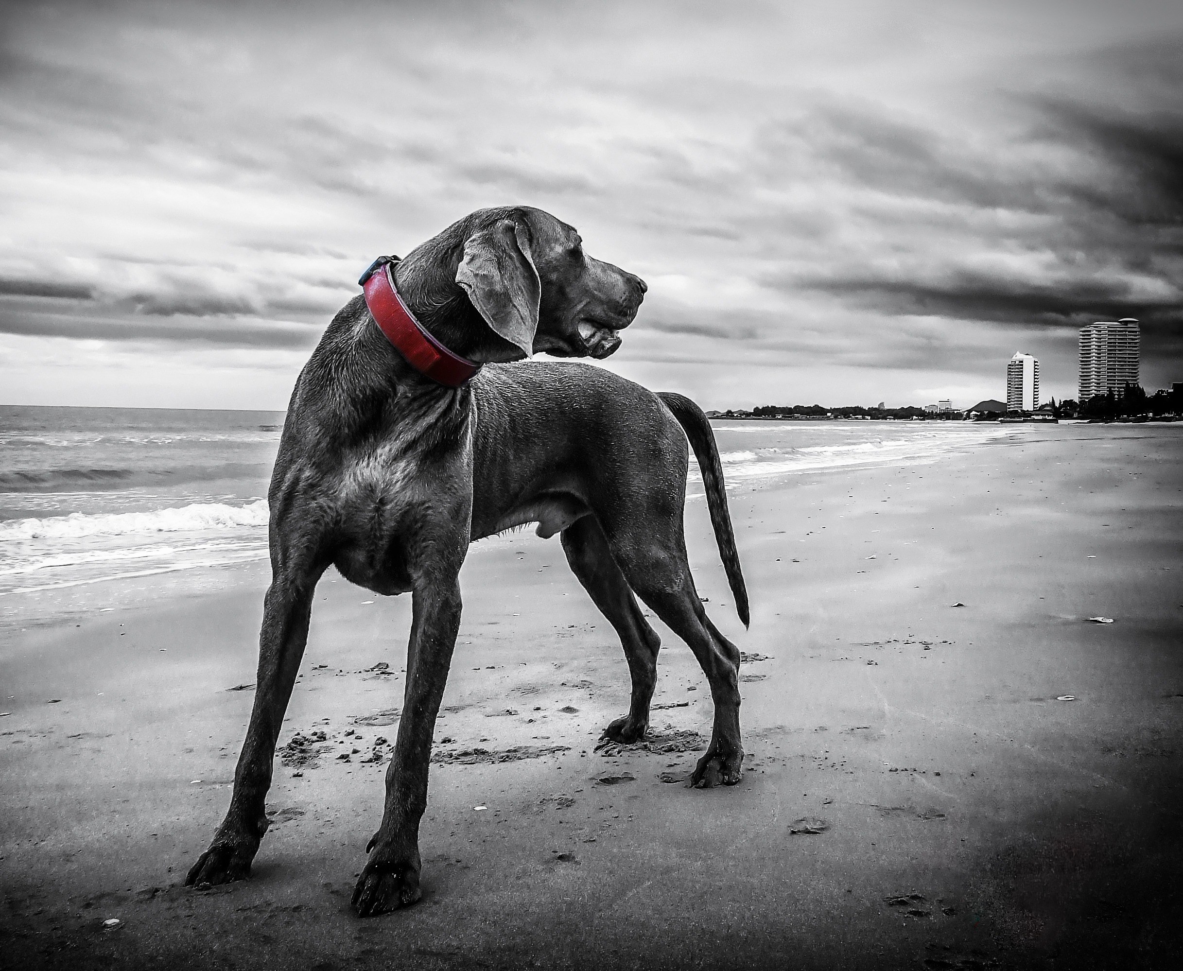 weimaraner beach thailand dog 4k, HD Wallpaper